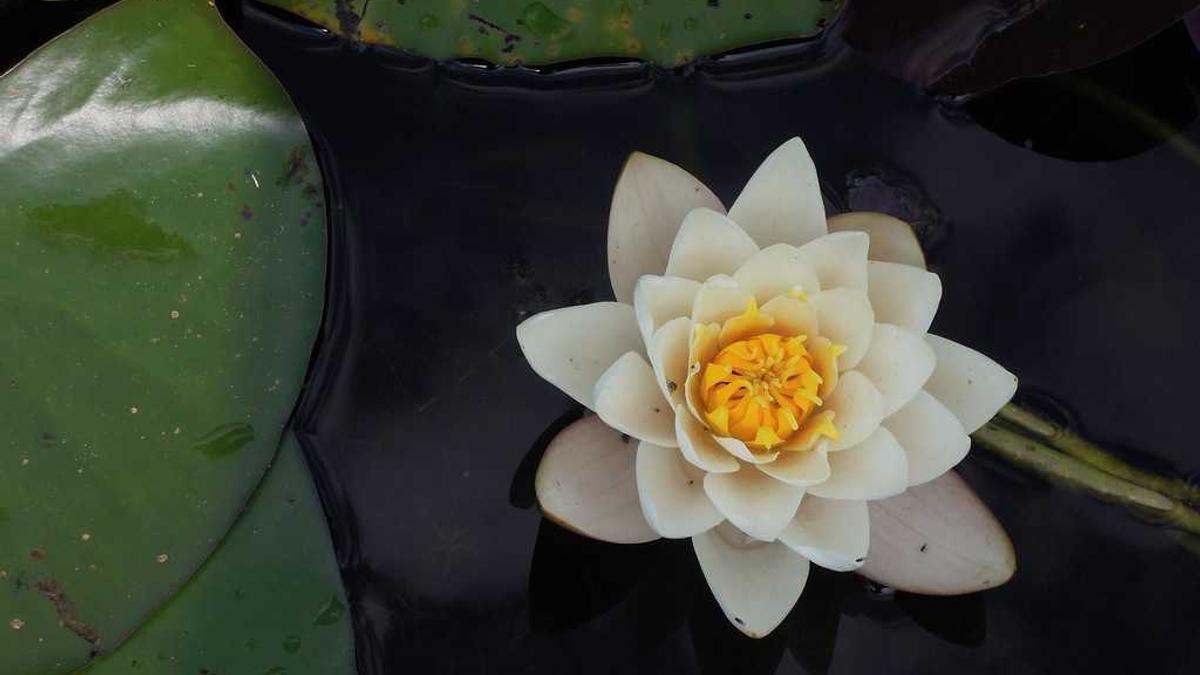 Detailansicht: Trump Zölle Urteil