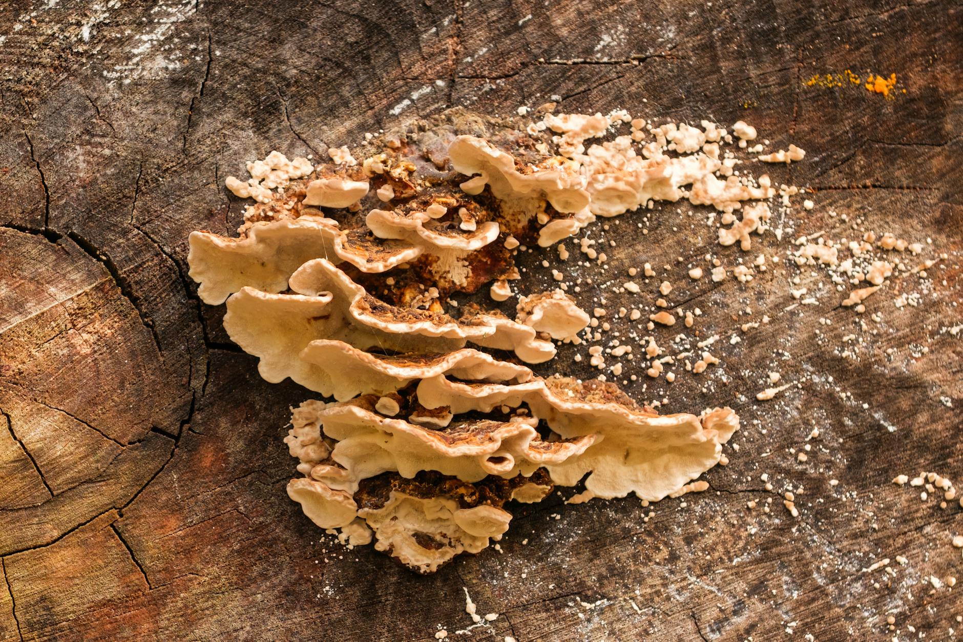 Detailansicht: Werder Bremen – Bayern