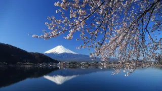 Staus und Müllberge – Rüpelhafte Touristen: Kein Kirschblütenfest am Mount Fuji
