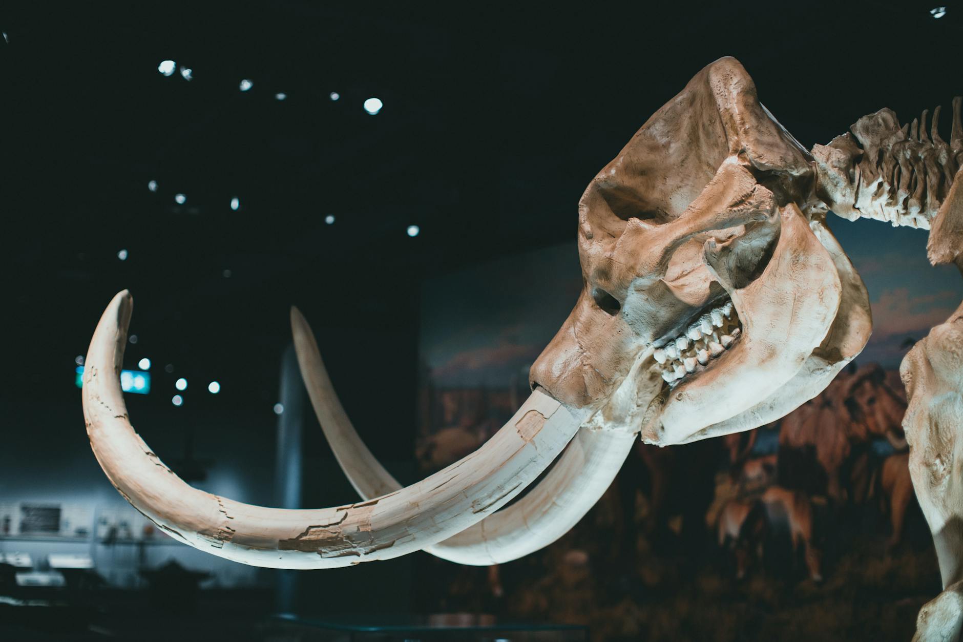 Mammoth Oilers – Foto: Jonathan Cooper / Pexels