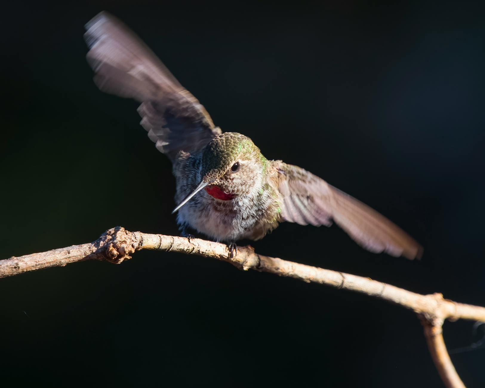 Illustration zu Anna Lena Forster