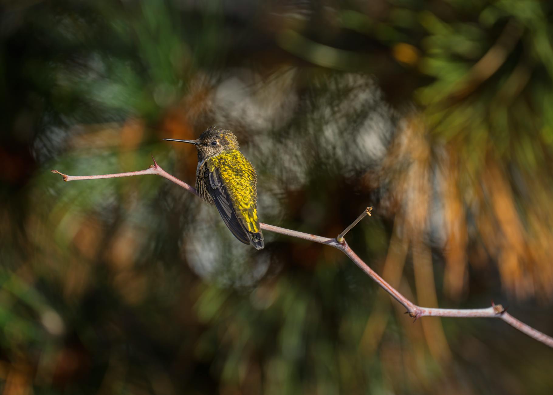Detailansicht: Anna Mateur