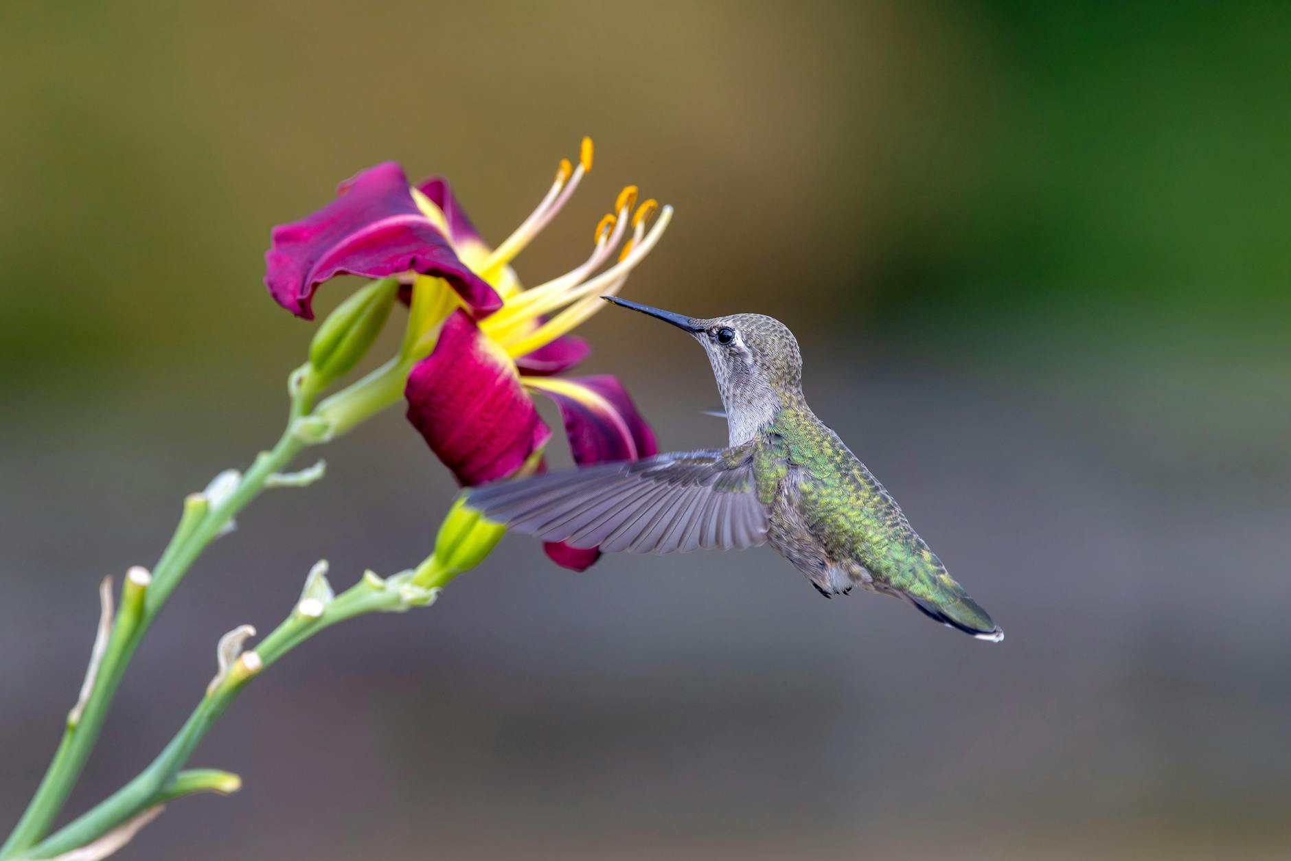 Illustration zu Anna Schaffelhuber