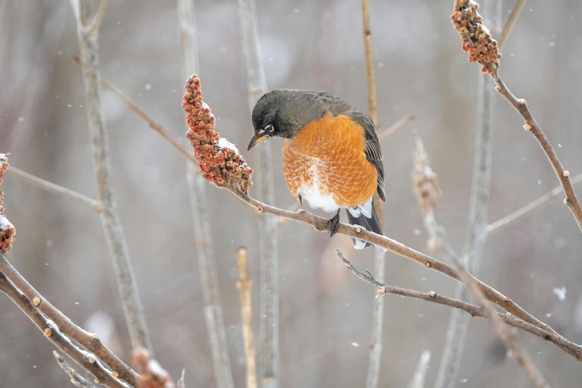 Detailansicht: Banksy Identität Robin Gunningham