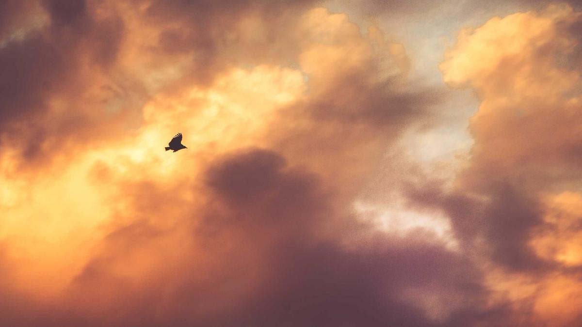 Bournemouth – Manchester United Detailansicht: Bournemouth – Manchester United