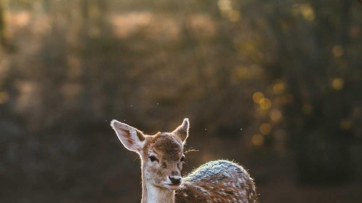 Detailansicht: Bundestrainer Skispringen