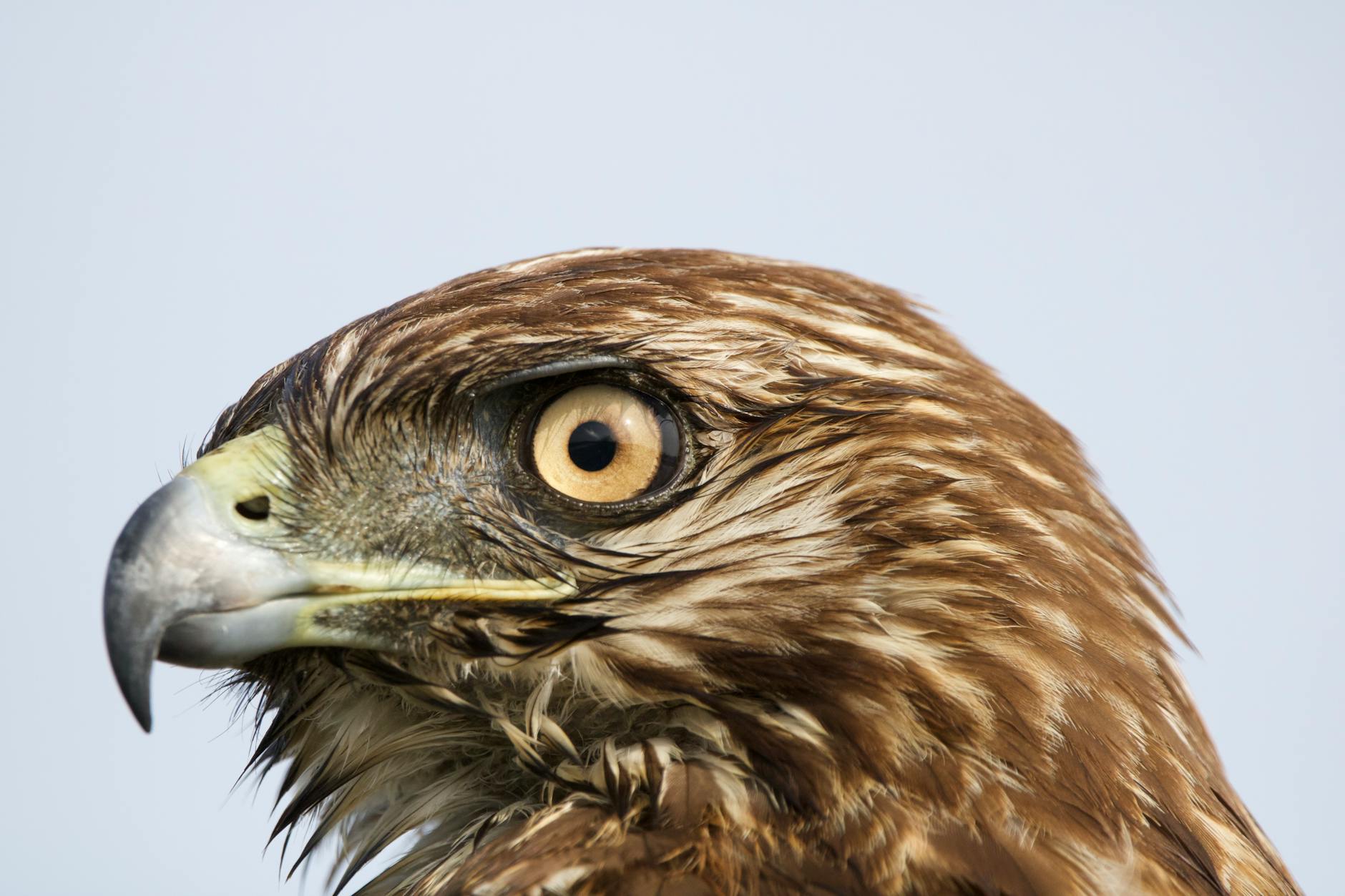 Symbolbild zum Thema Chelsea – Newcastle