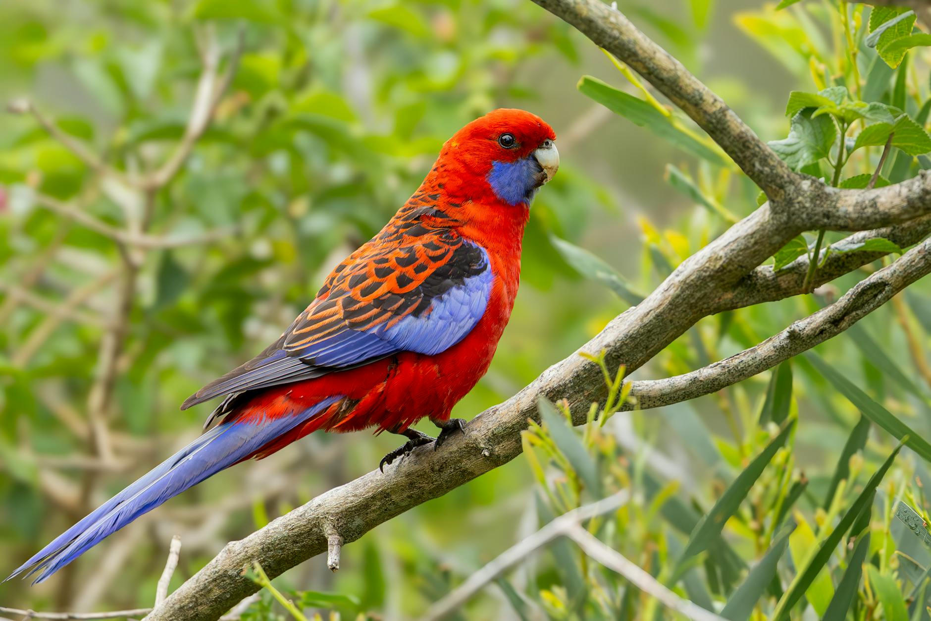 Symbolbild zum Thema Crimson Desert