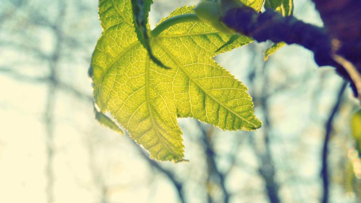 Illustration zu Der Standard