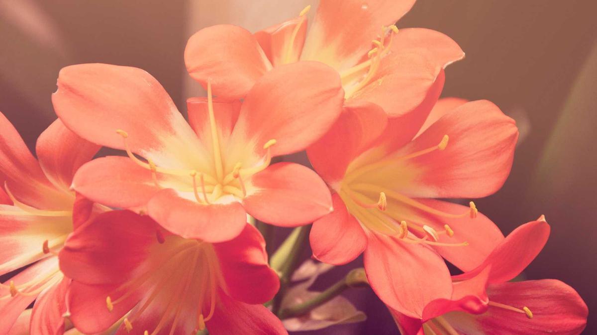 Detailansicht: Eidgenössisches Musikfest Biel