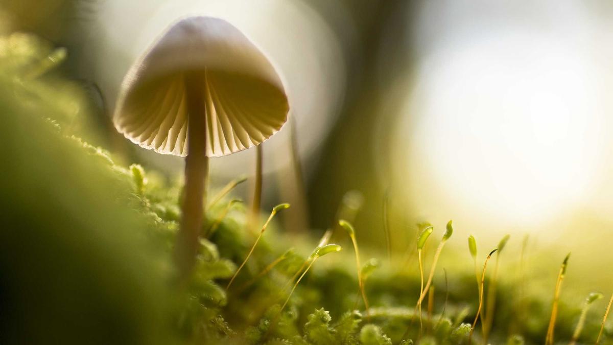 Fiat Sportmodelle Illustration zu Fiat Sportmodelle