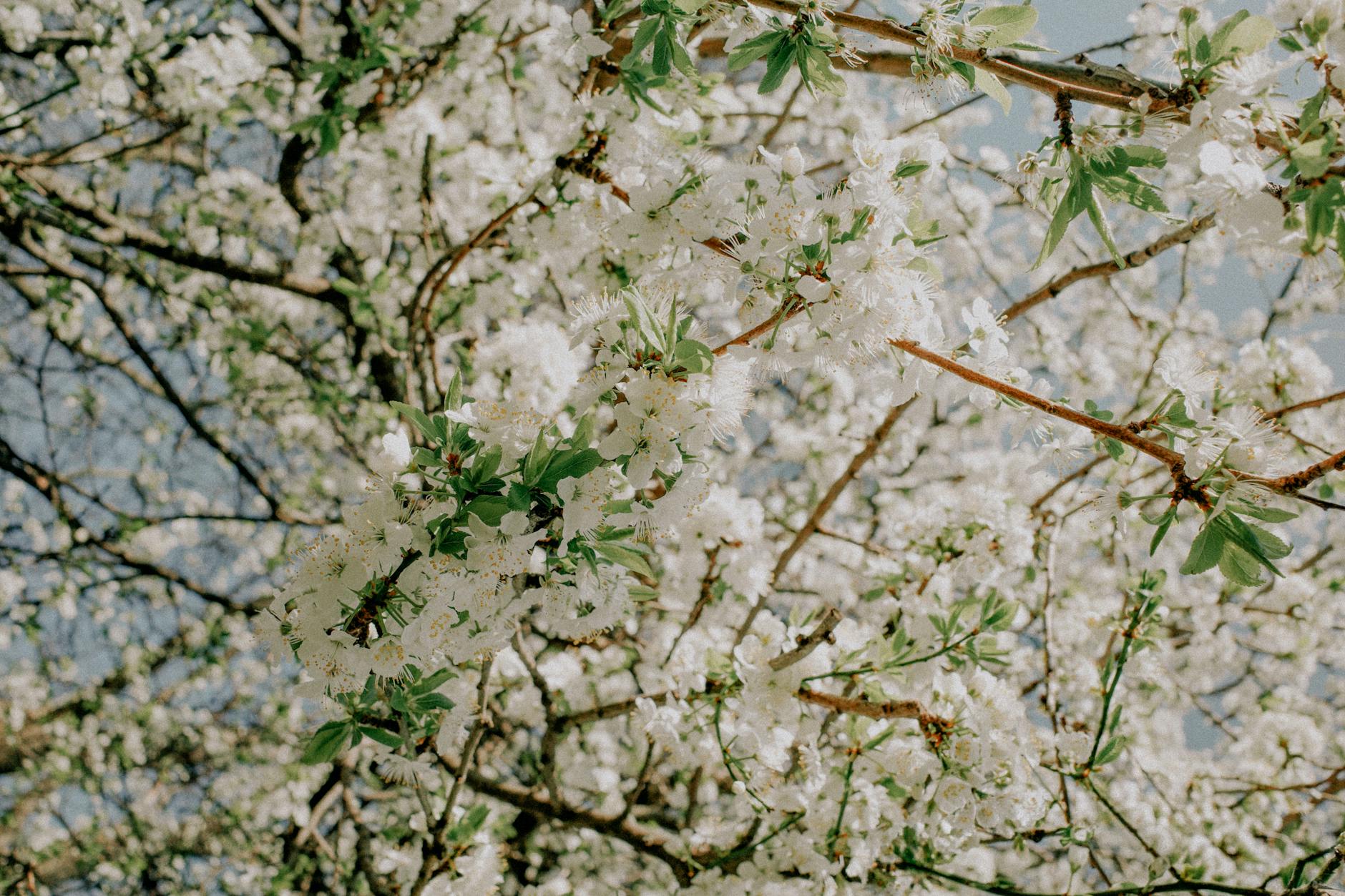 Illustration zu Frühlingsanfang