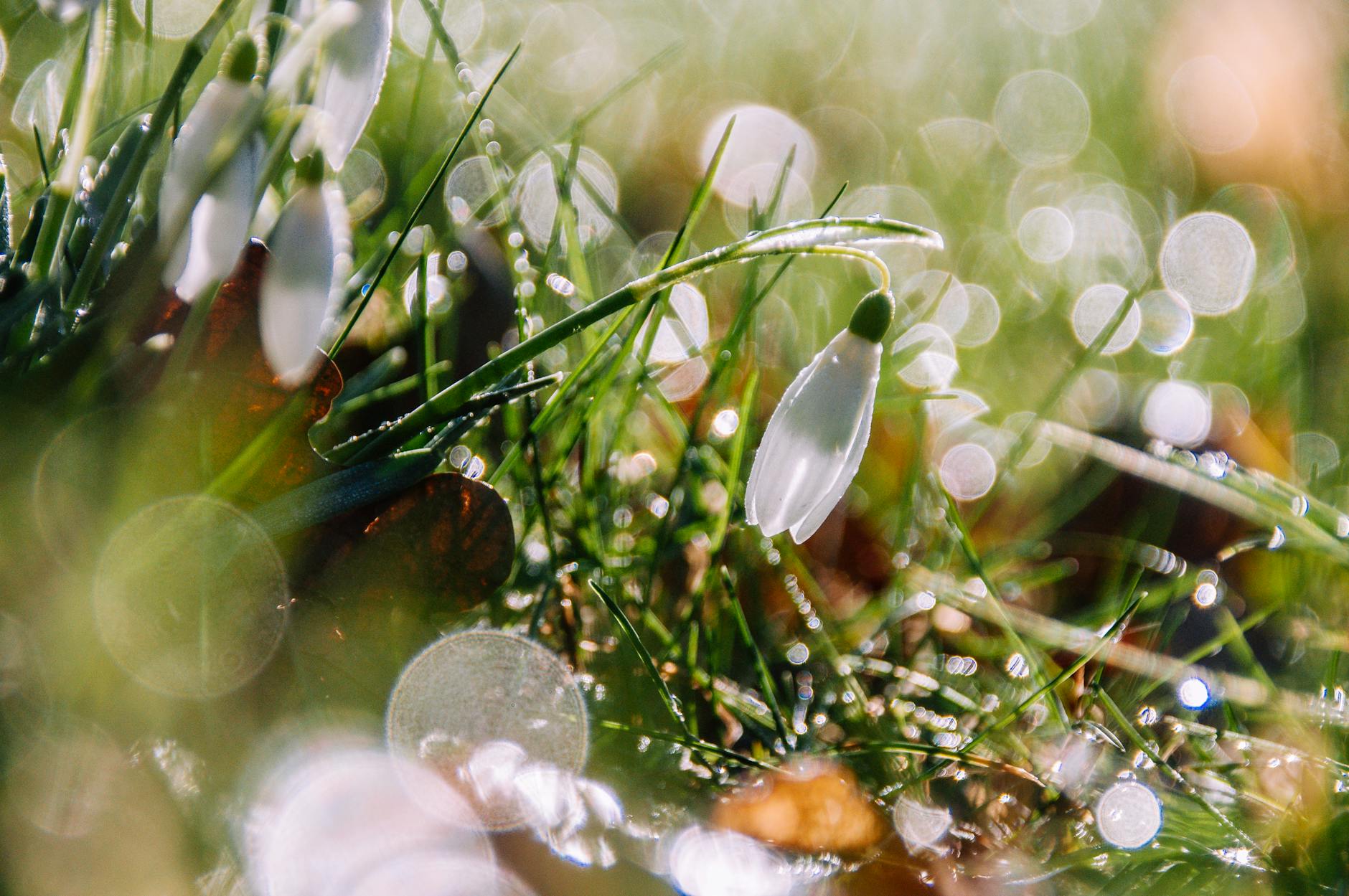 Detailansicht: Frühlingsanfang