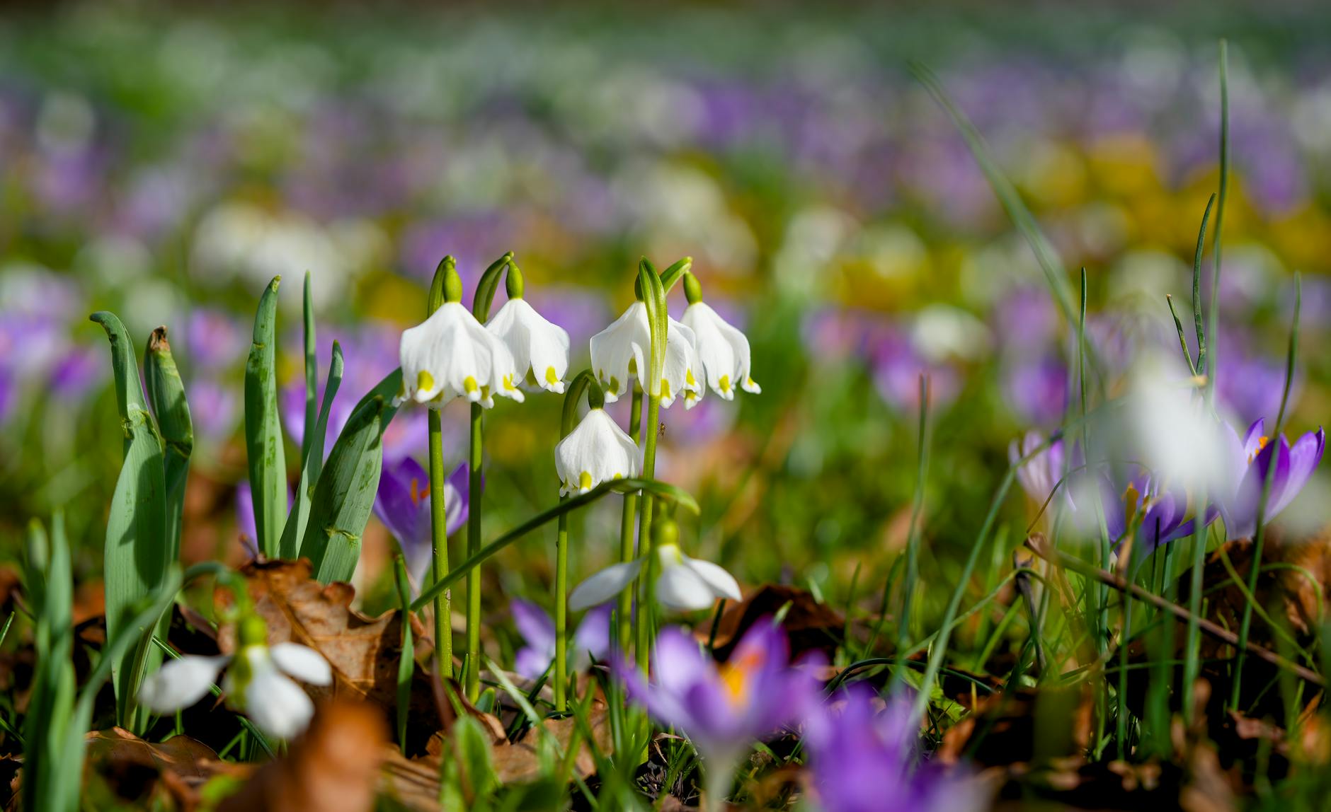 Frühlingsbeginn 2026 Illustration zu Frühlingsbeginn 2026