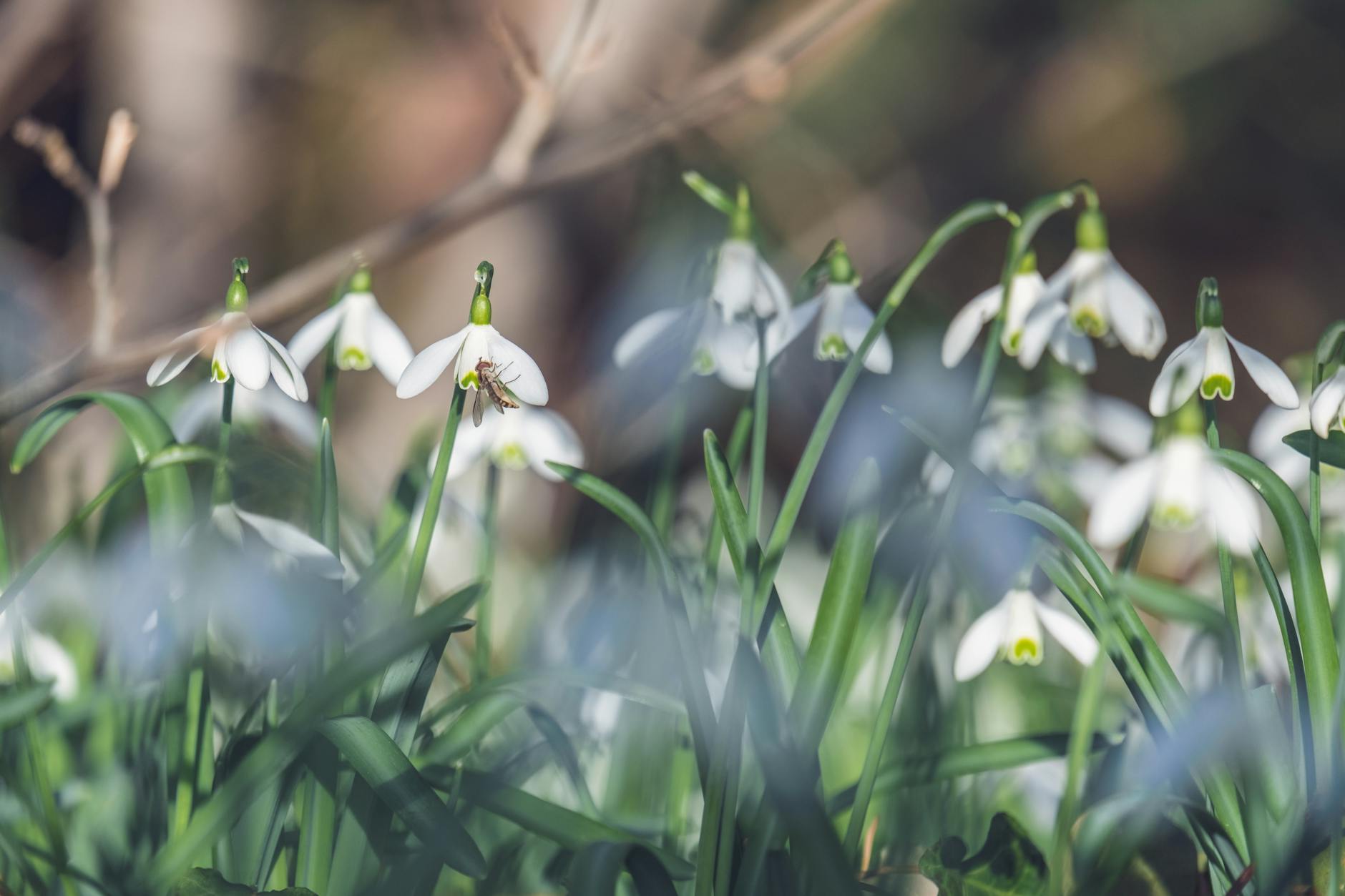 Frühlingsbeginn 2026 Symbolbild zum Thema Frühlingsbeginn 2026