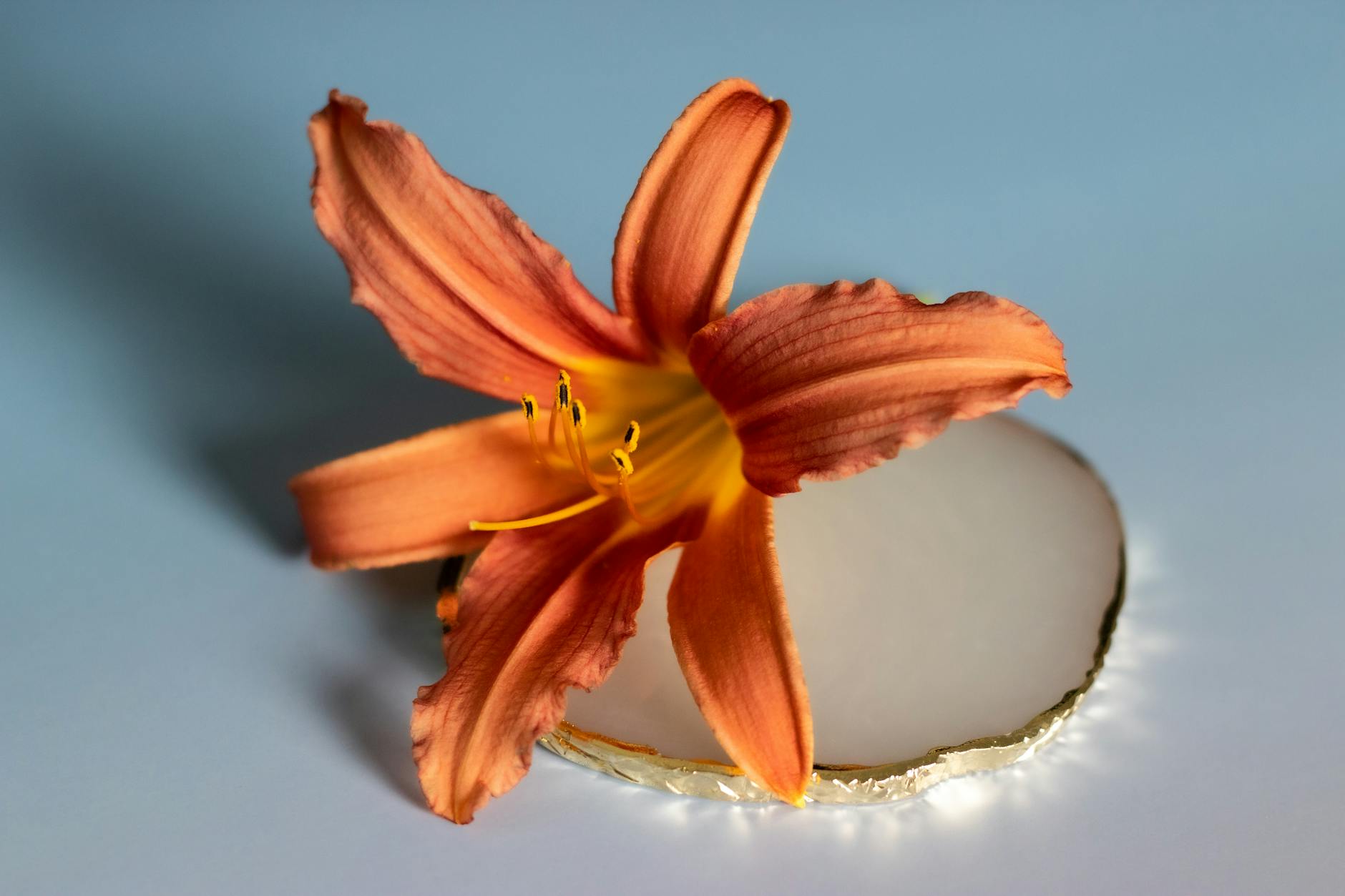 Detailansicht: Georgina Fleur