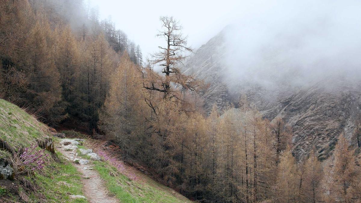 Detailansicht: Hepatitis Ausbruch Italien