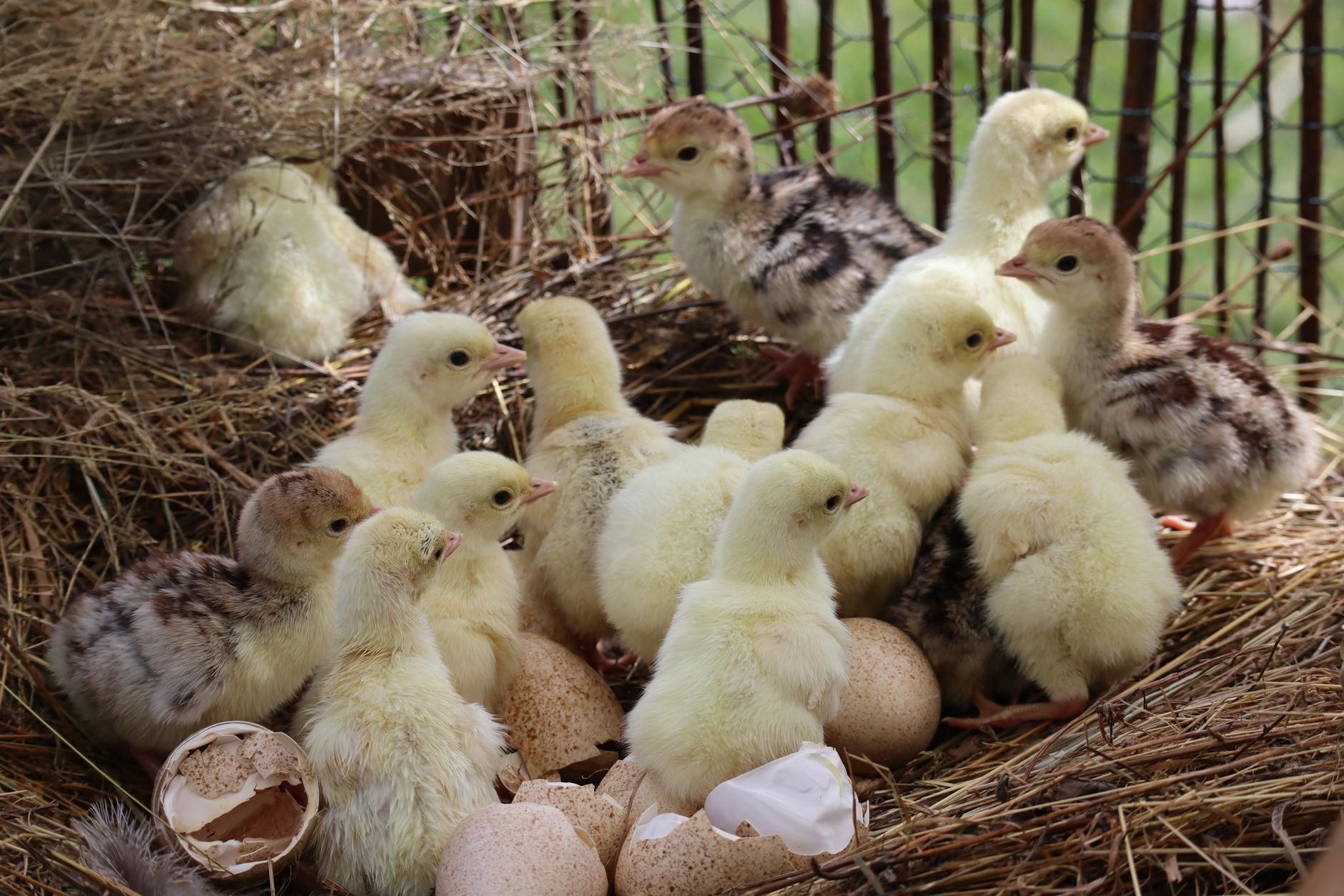 Illustration zu Hot Hatch Kaufen