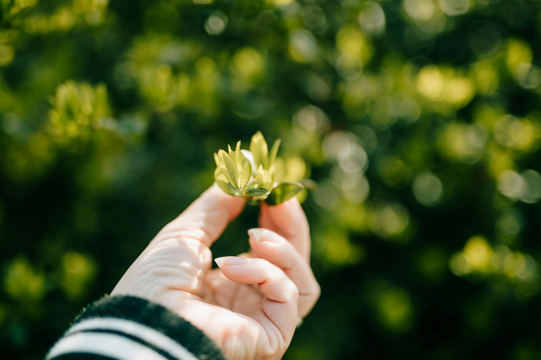 Illustration zu Immergrüne Sträucher
