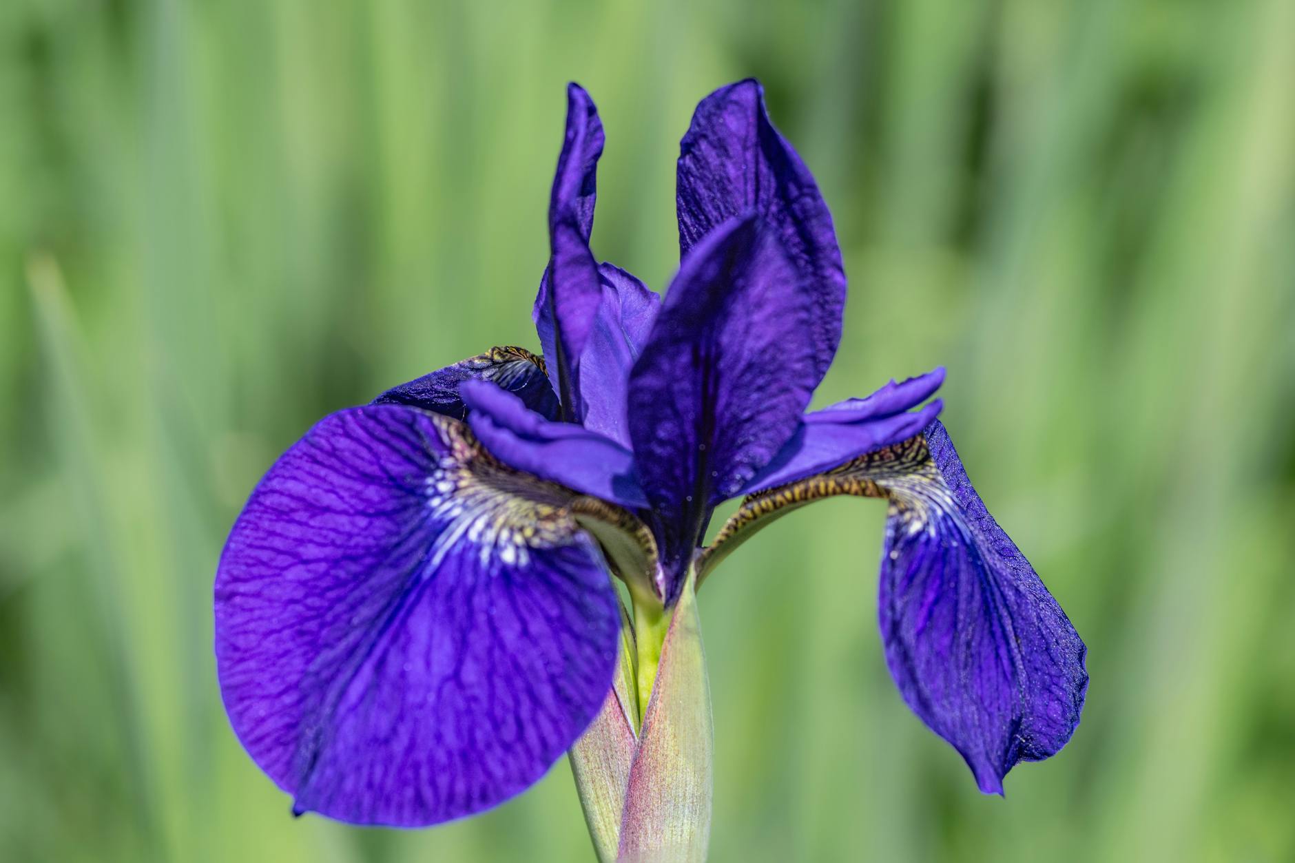 Detailansicht: Iris Dena
