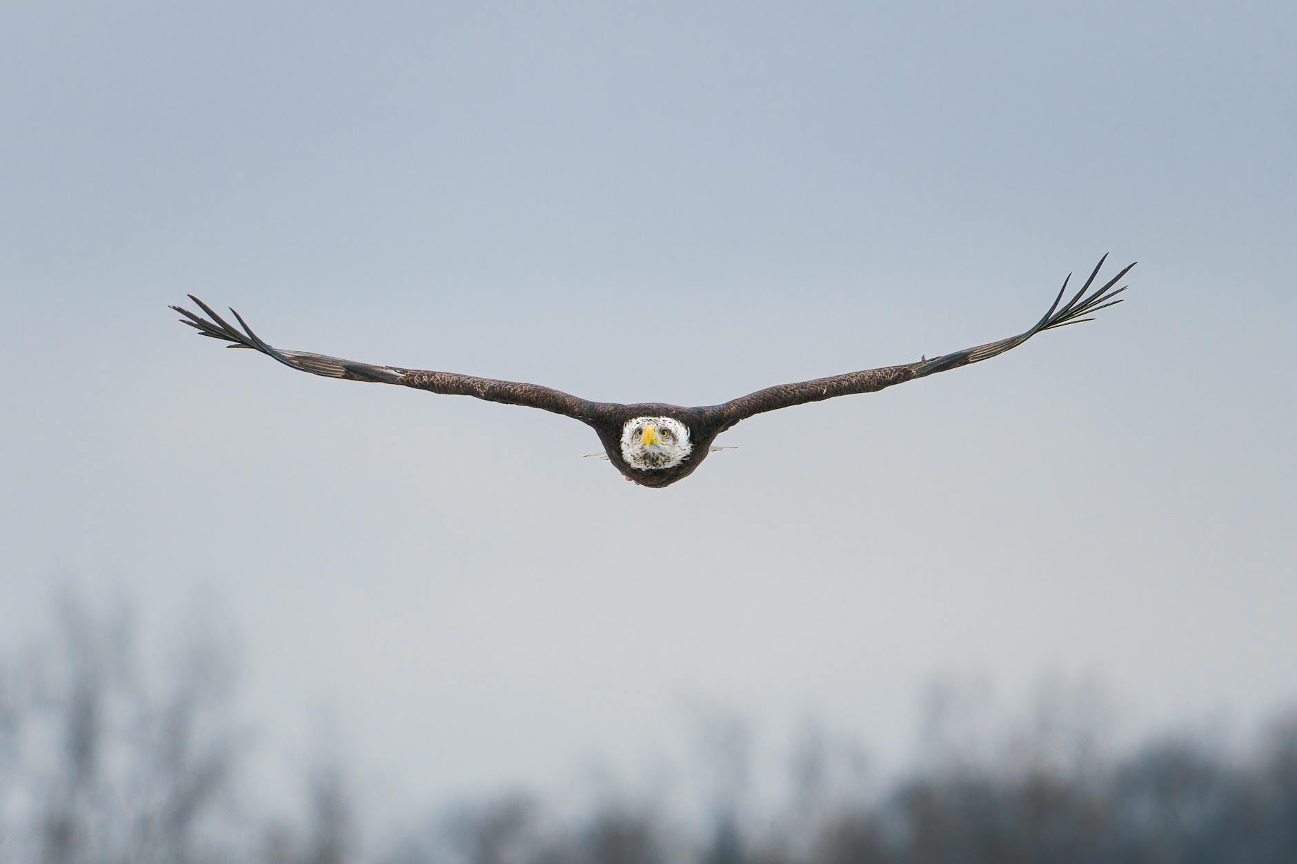 Detailansicht: Liverpool – Tottenham