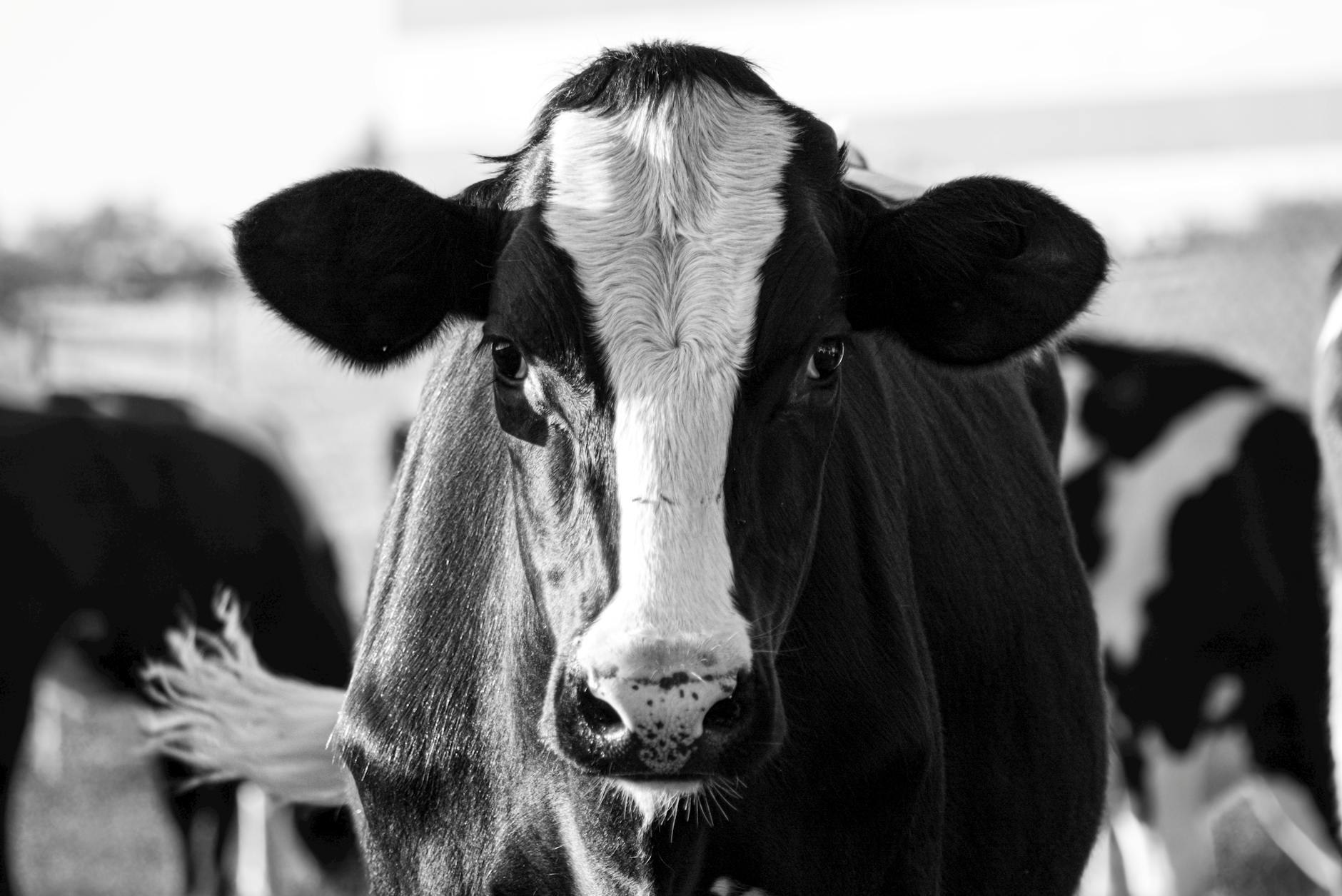 Illustration zu Moos Im Rasen Entfernen