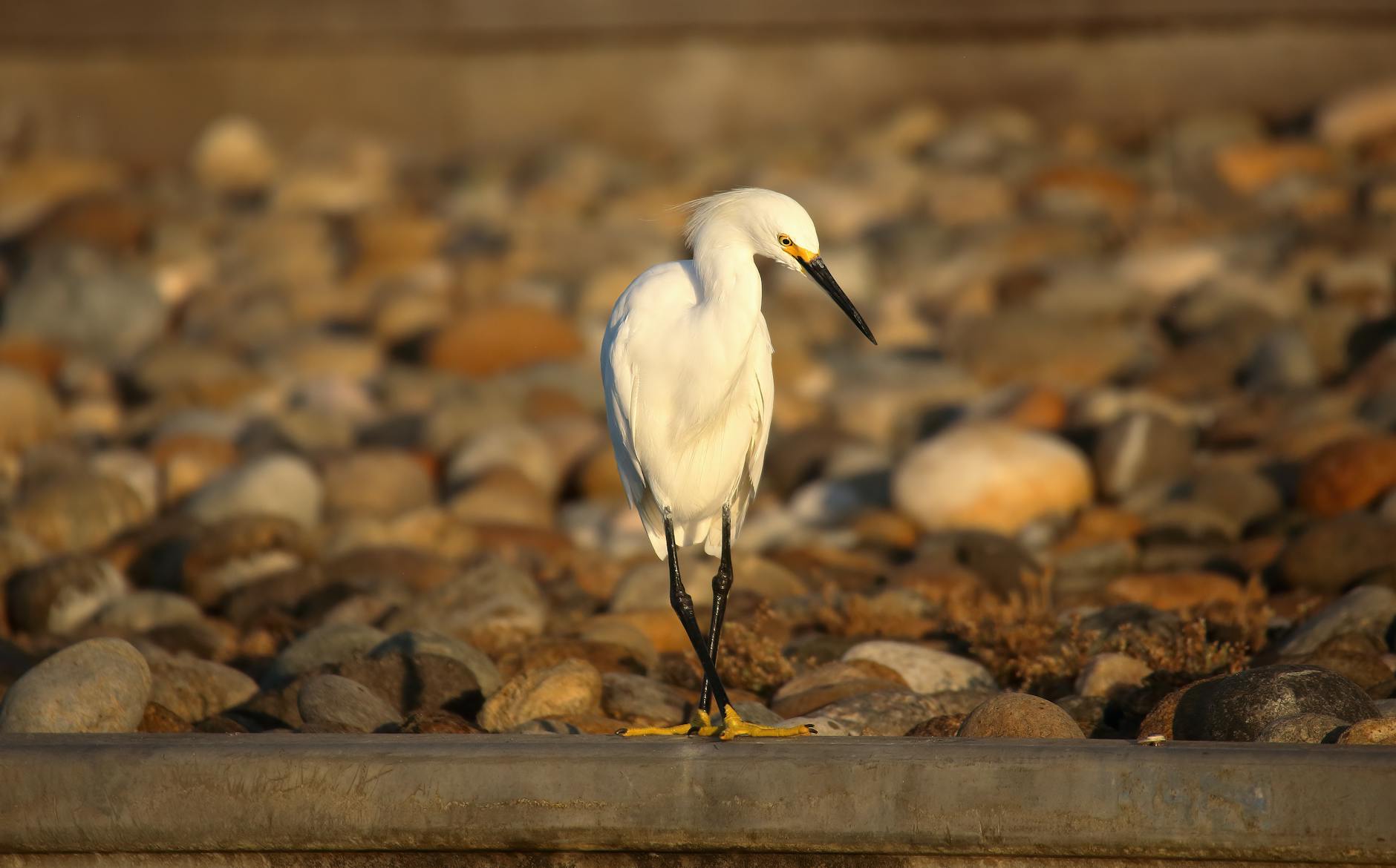 Detailansicht: Phil Campbell