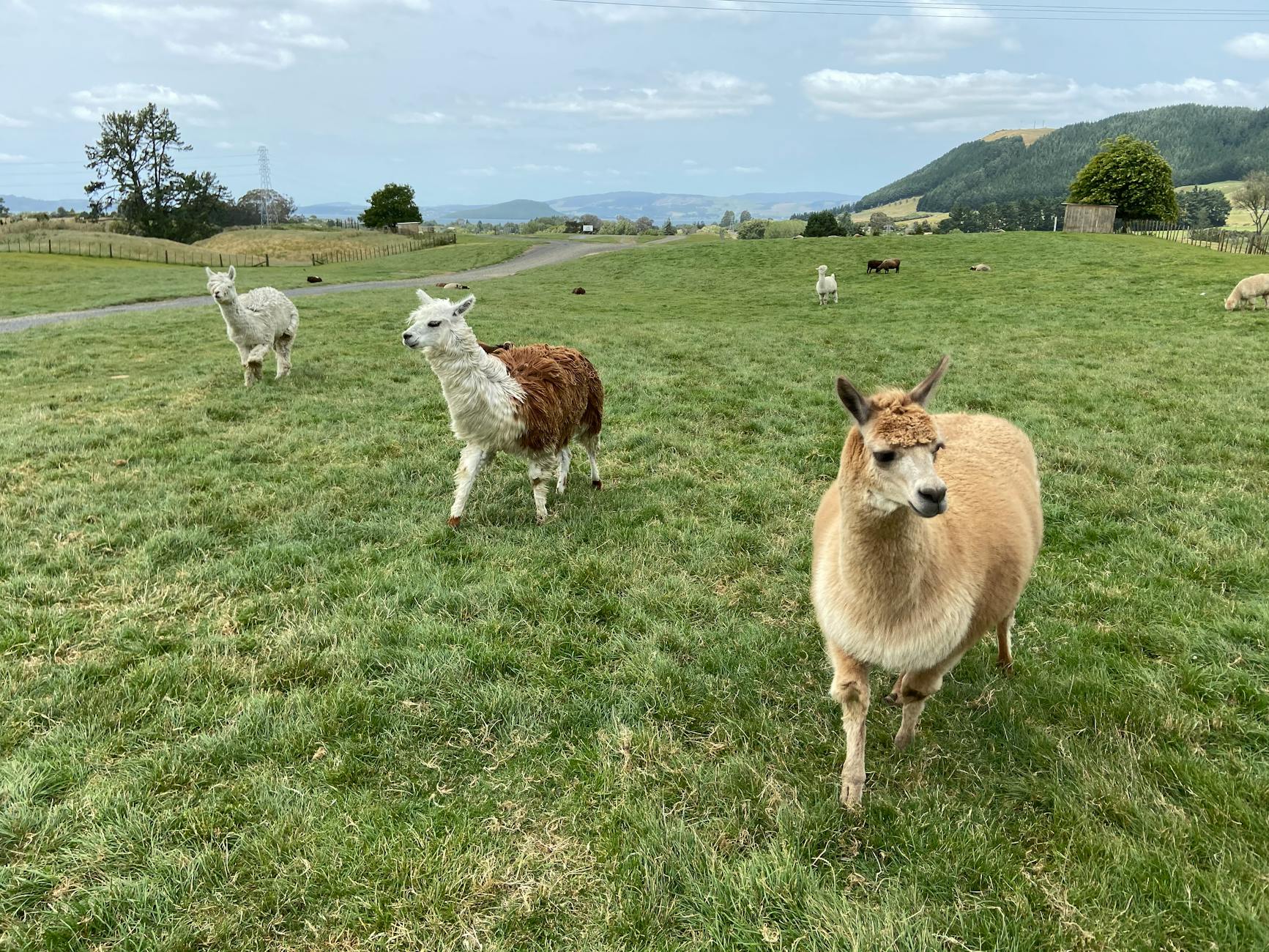 South Africa VS New Zealand Illustration zu South Africa VS New Zealand