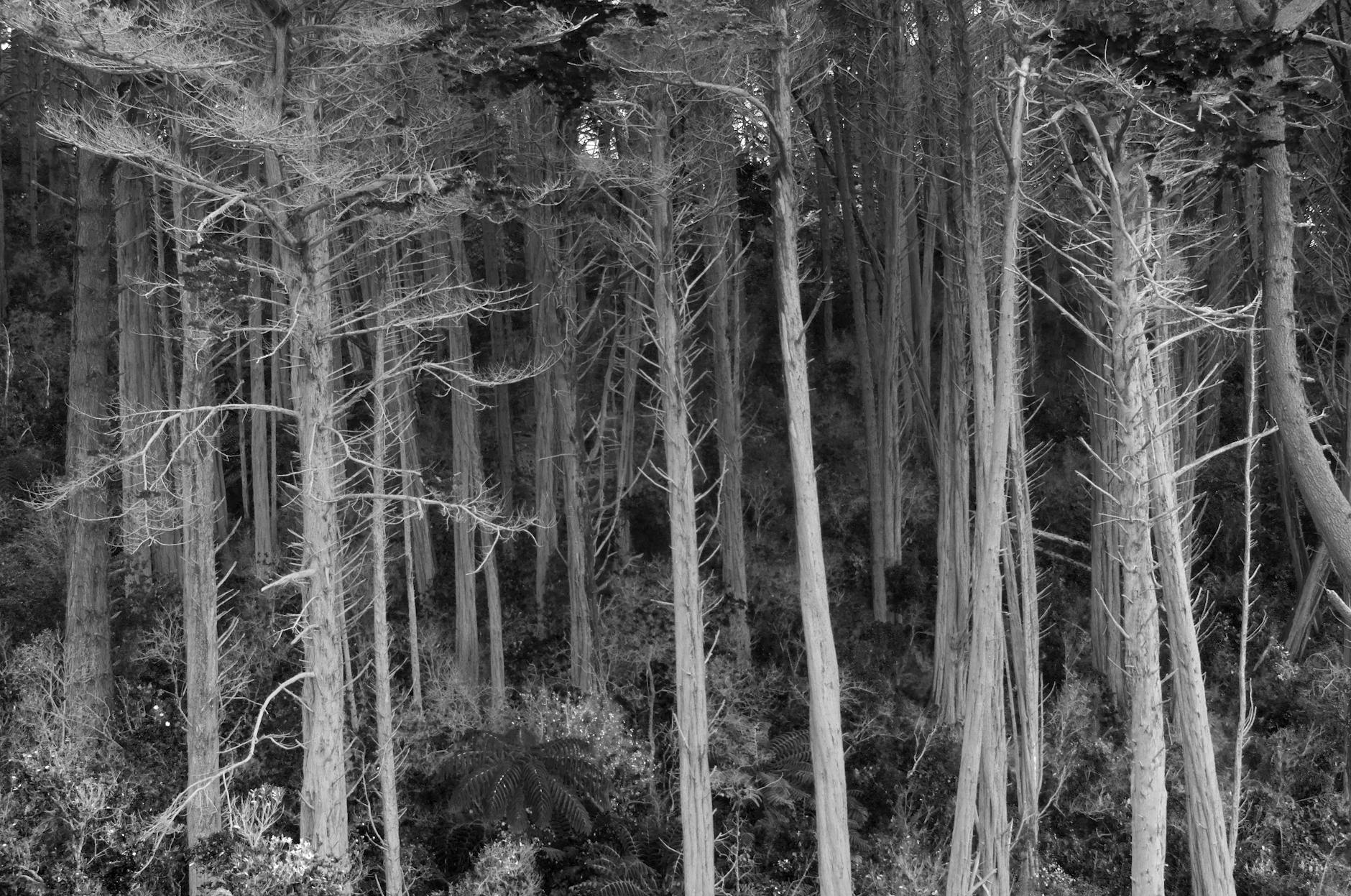 South Africa VS New Zealand Symbolbild zum Thema South Africa VS New Zealand