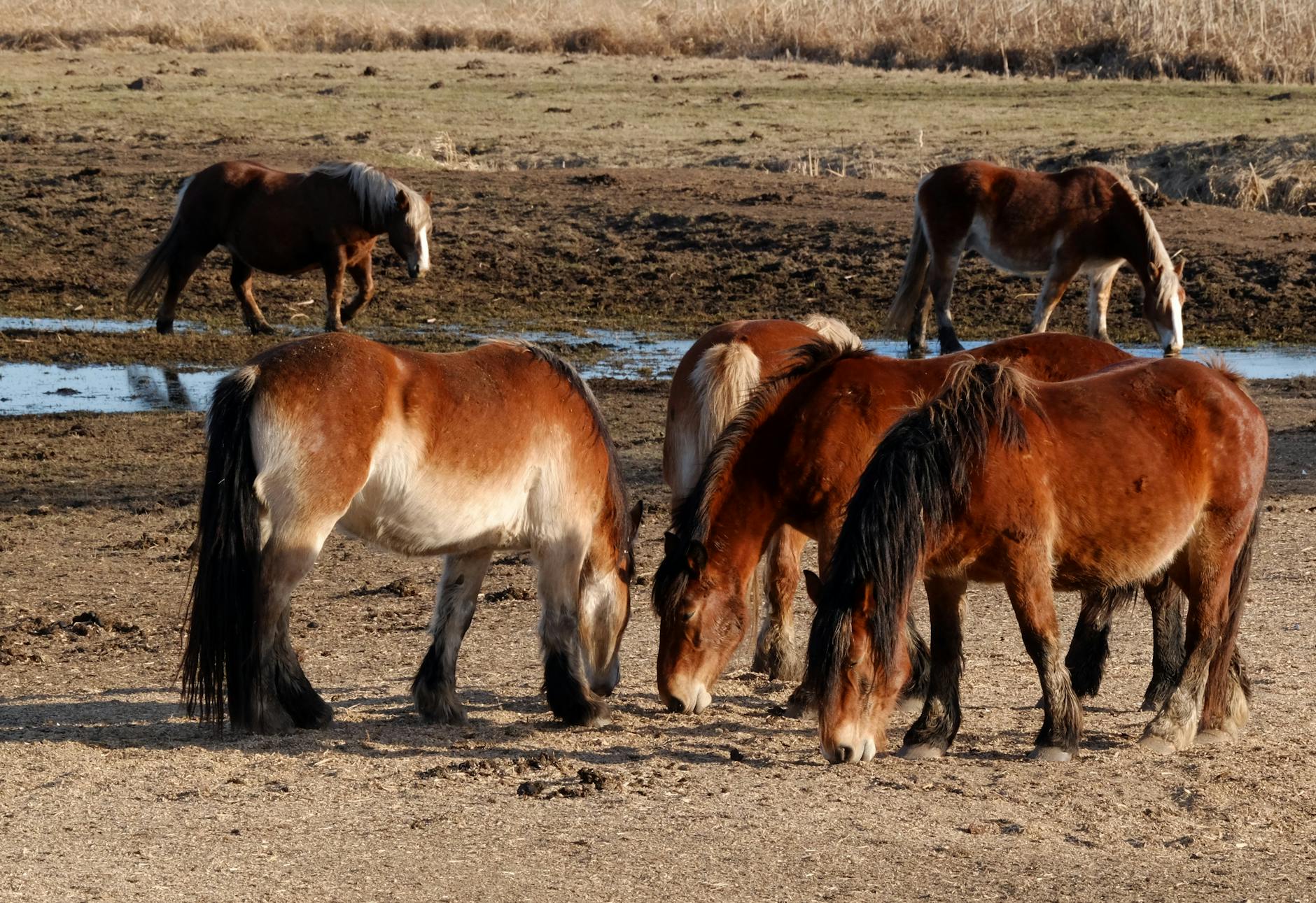 Illustration zu Werder Bremen – Mainz