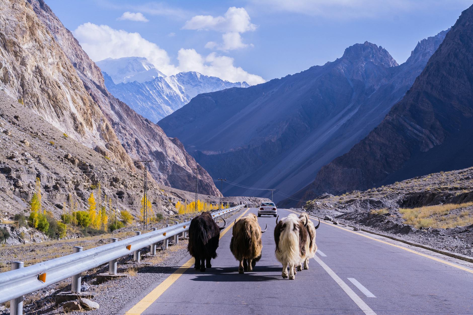 Illustration zu Yak 130