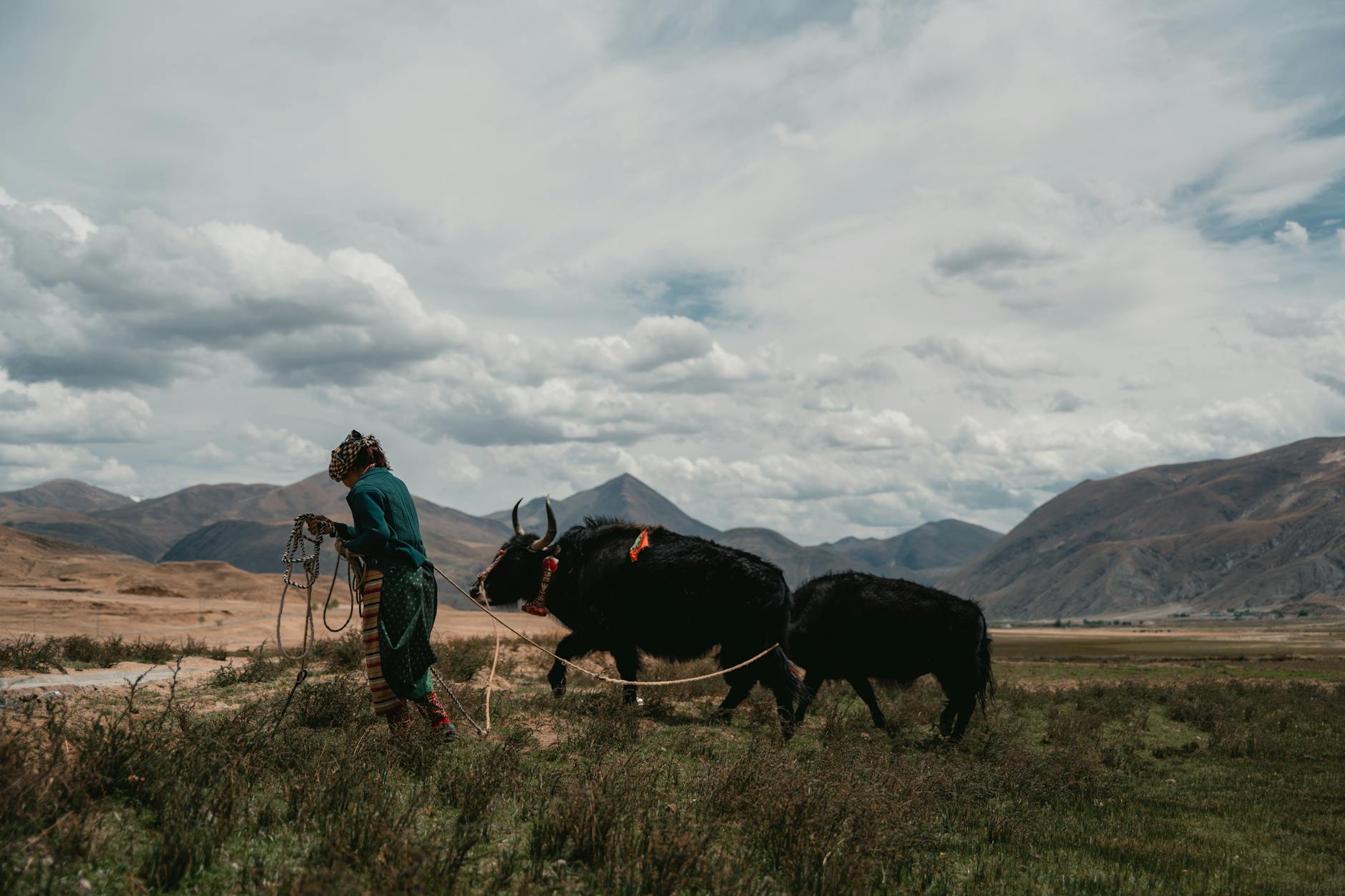Detailansicht: Yak 130