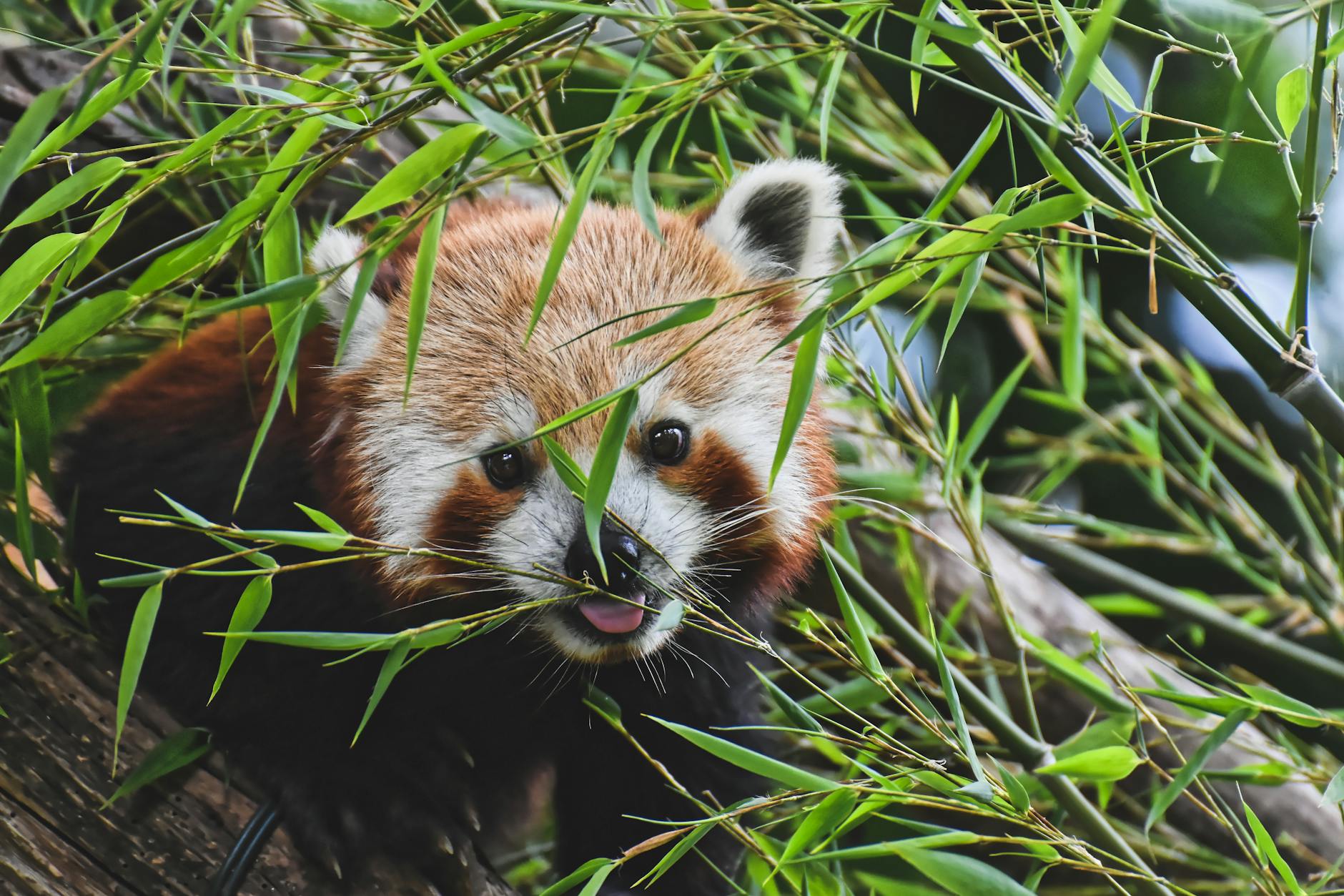 Tierpark Hagenbeck – Foto: Alexas Fotos / Pexels