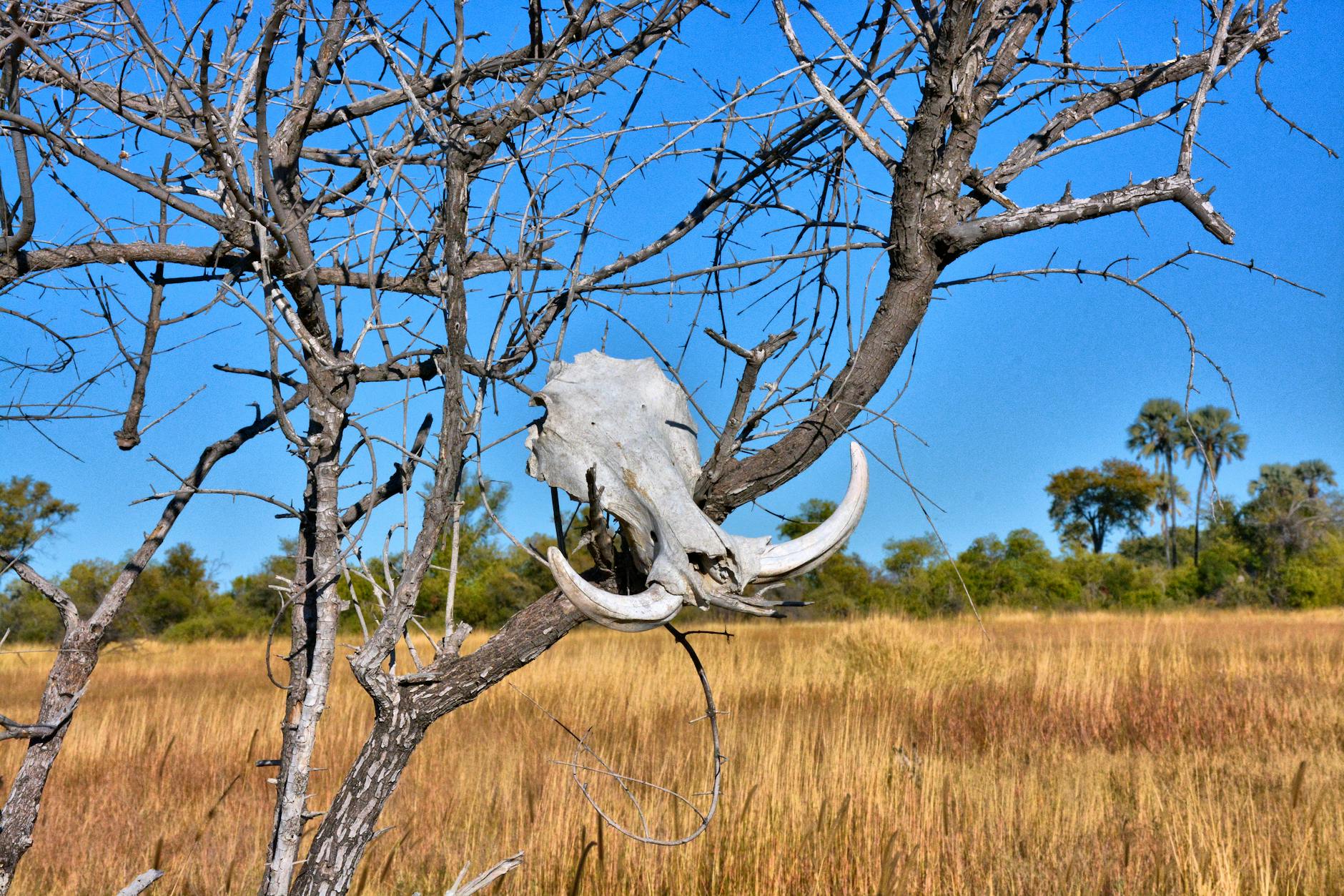 botswana – Foto: Mark de Jong / Pexels