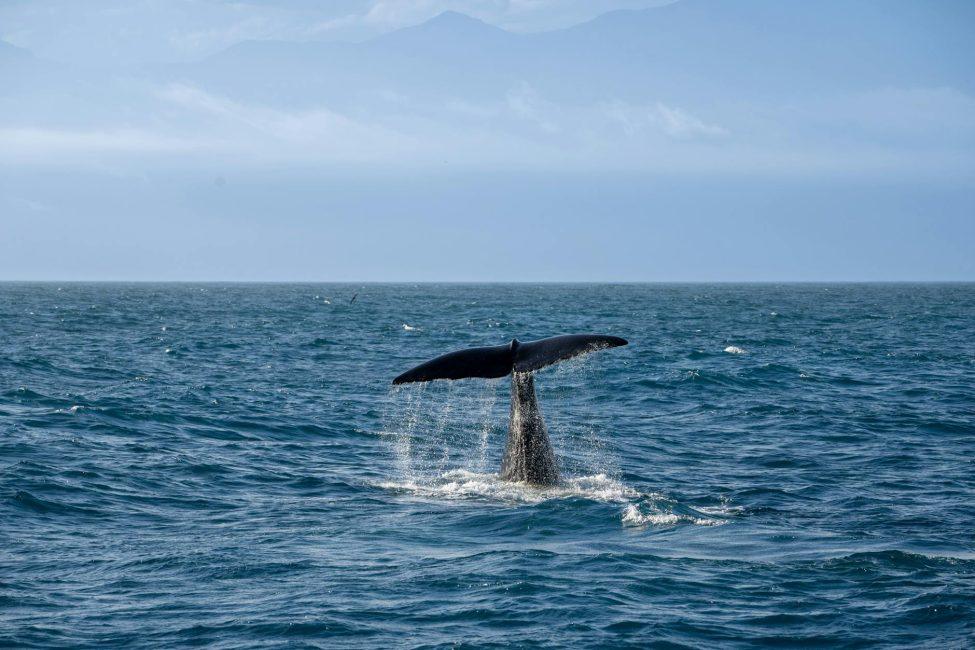 Buckelwal Timmy: Das Drama in der Ostsee am 05.04.2026