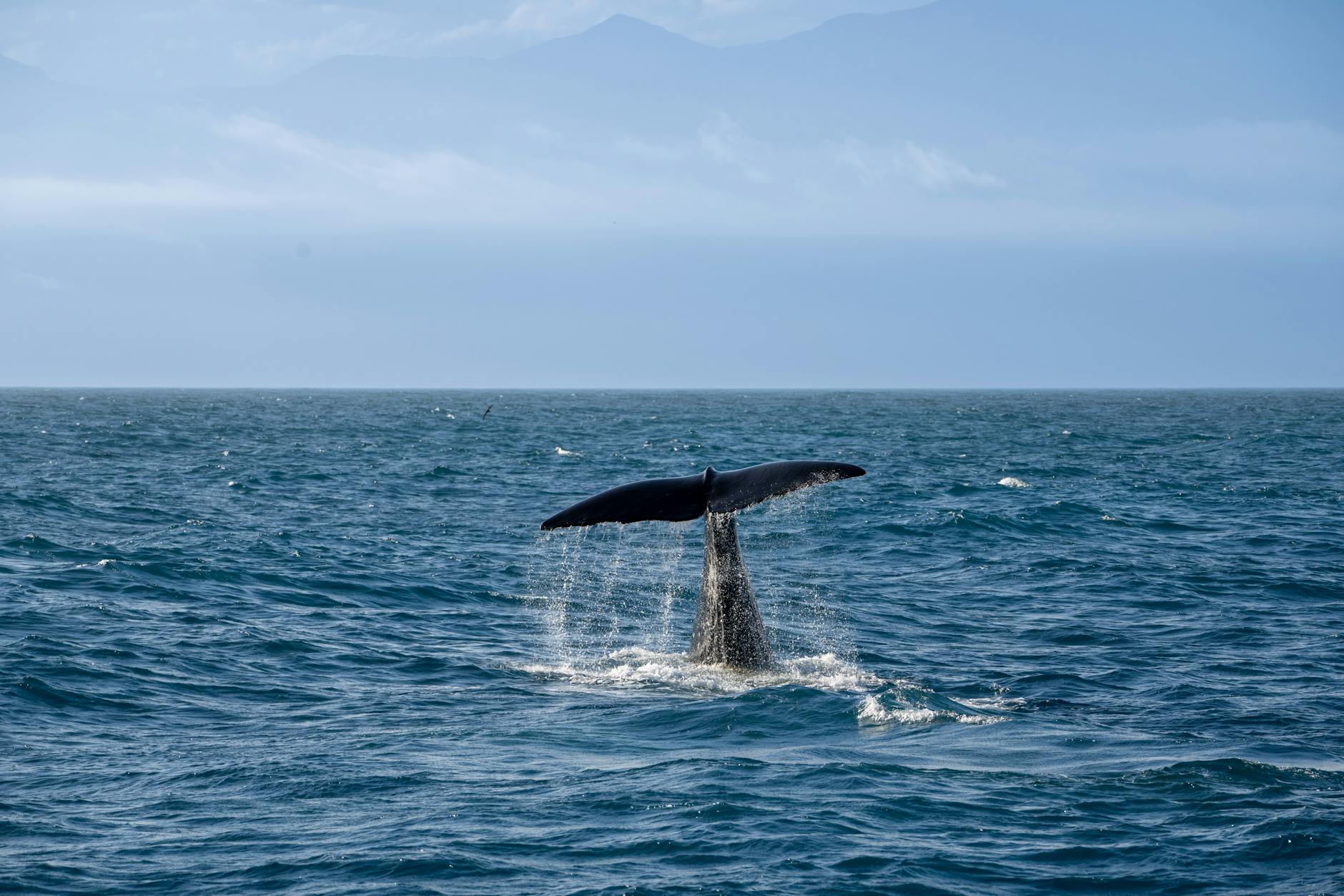 Buckelwal Timmy – Foto: Neil Ni / Pexels