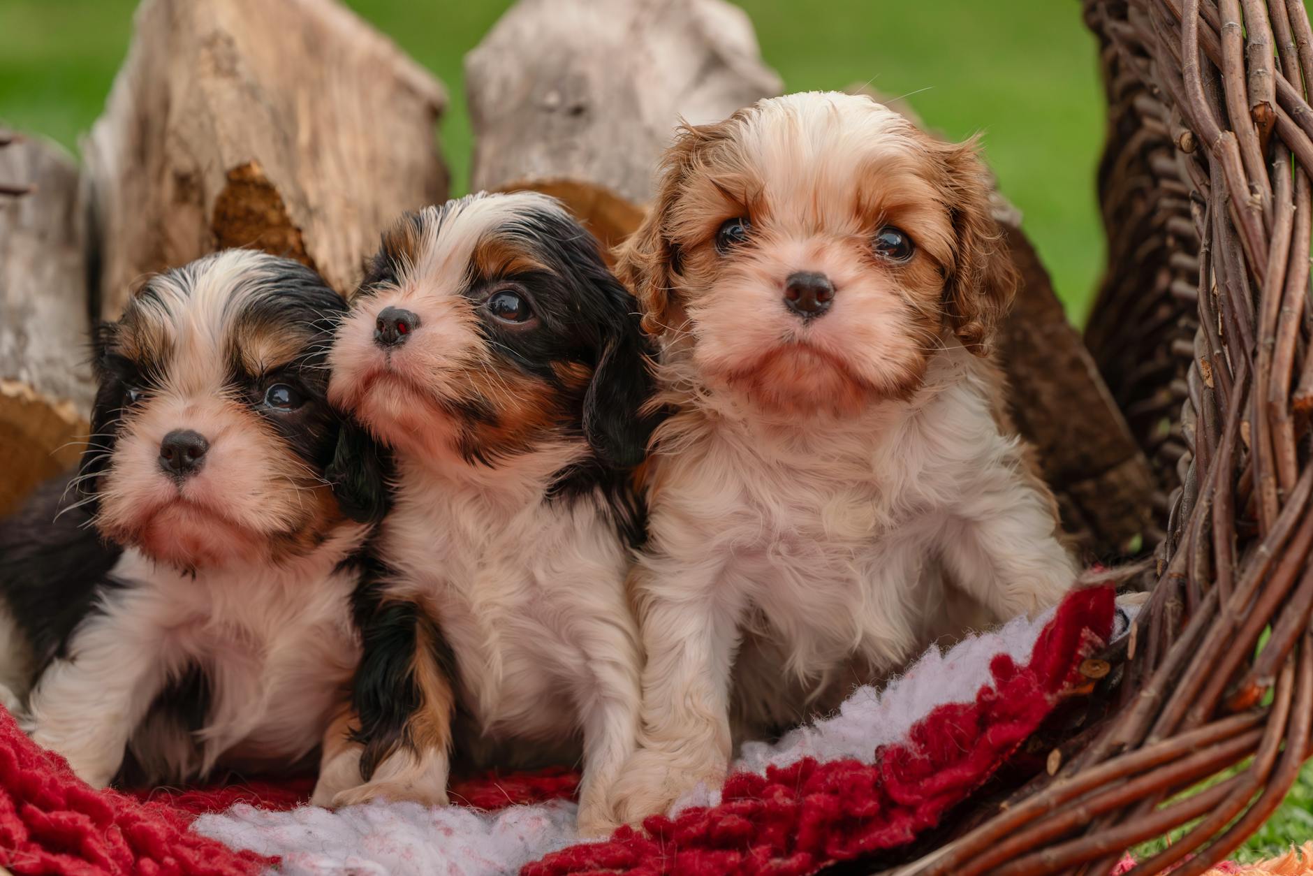 Cavaliers Raptors – Foto: Susanne Jutzeler, suju-foto / Pexels