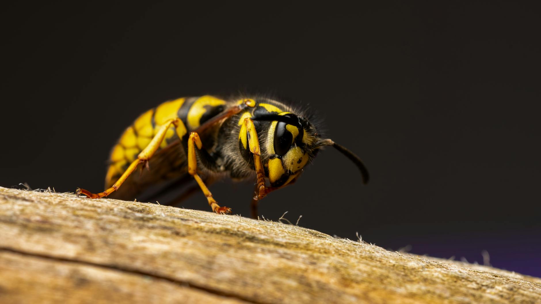 Magic Hornets – Foto: Rafael Minguet Delgado / Pexels