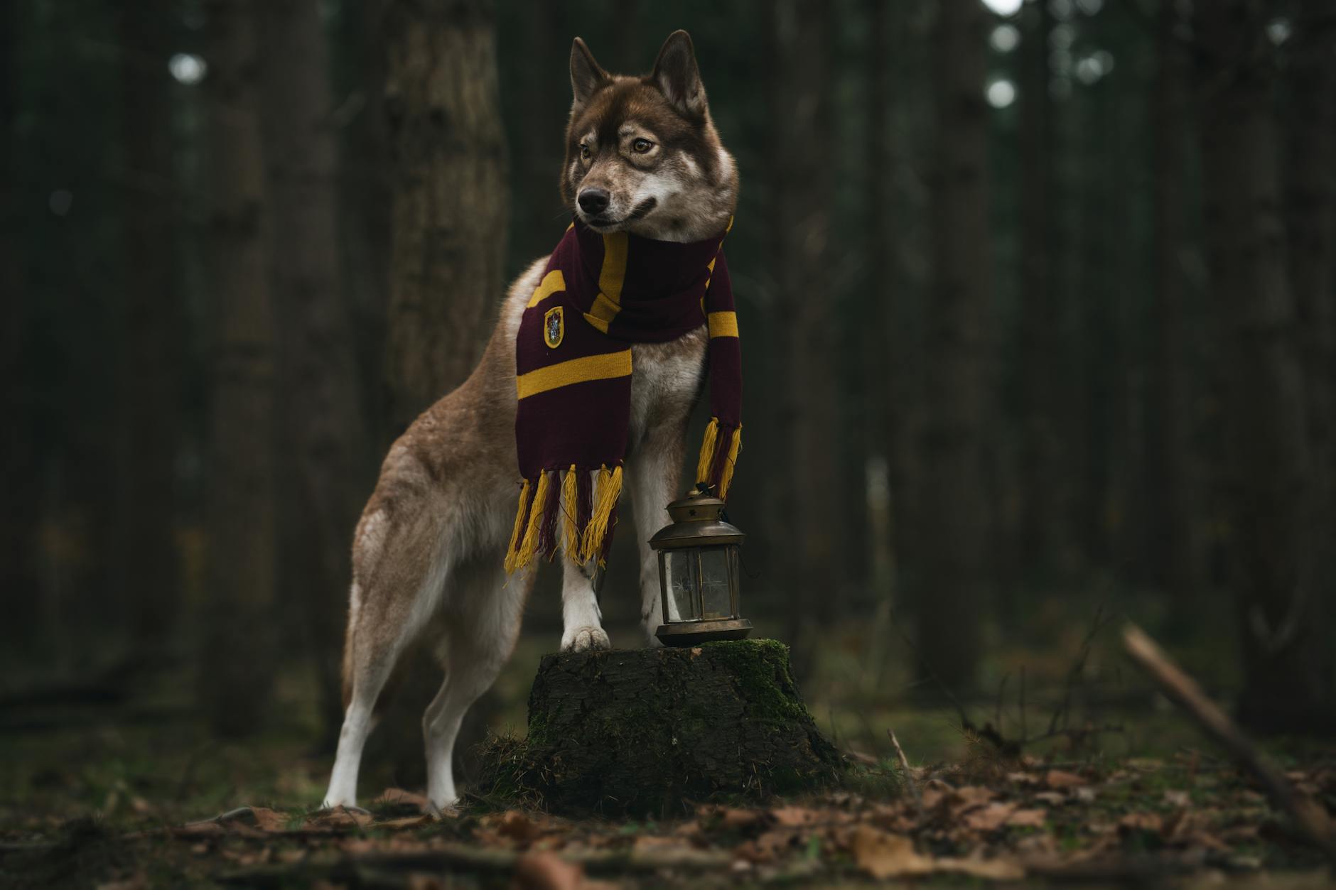 magic – timberwolves – Foto: Ruben Boekeloo / Pexels