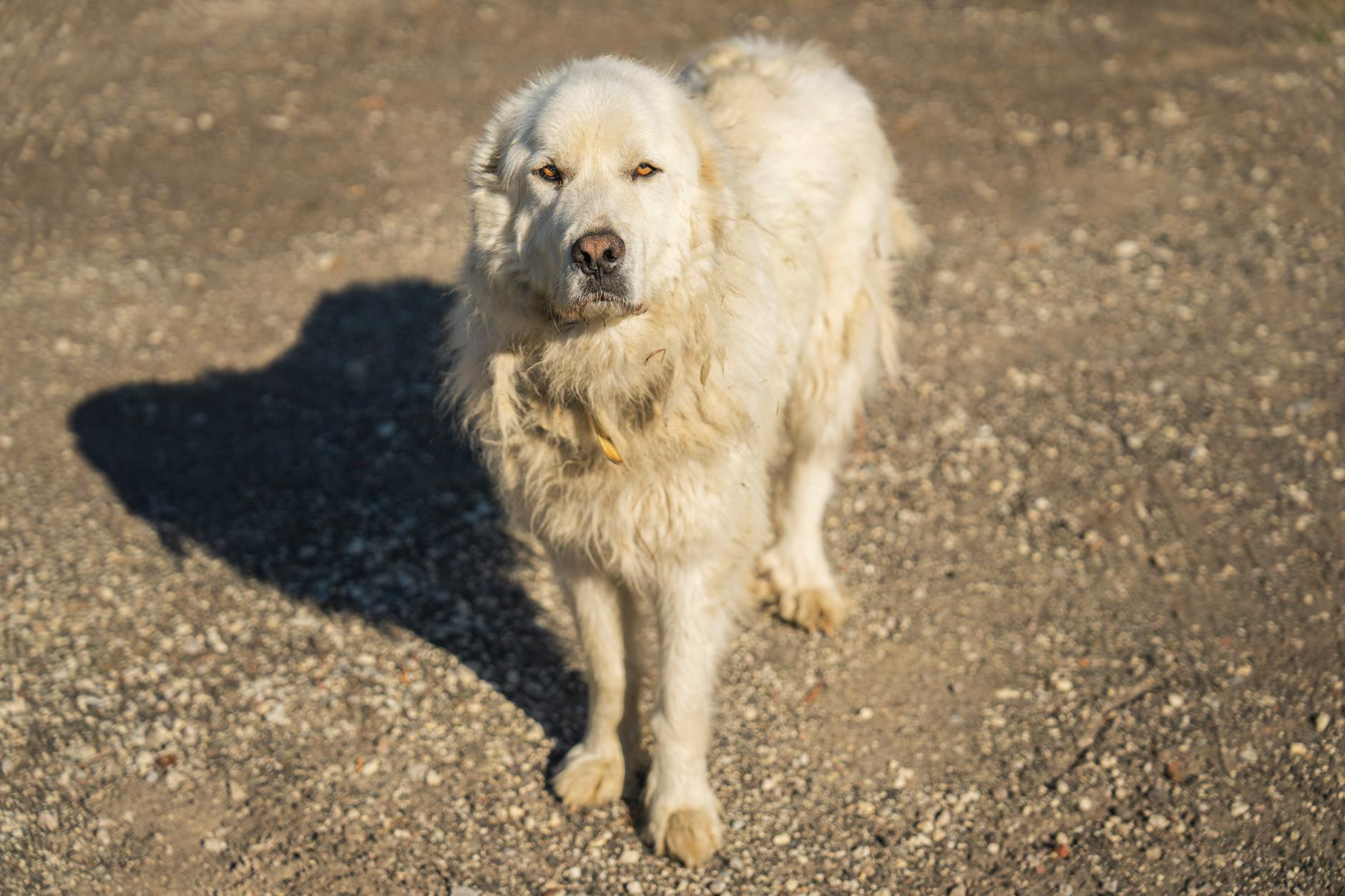 Maremma – Foto: Mark Stebnicki / Pexels