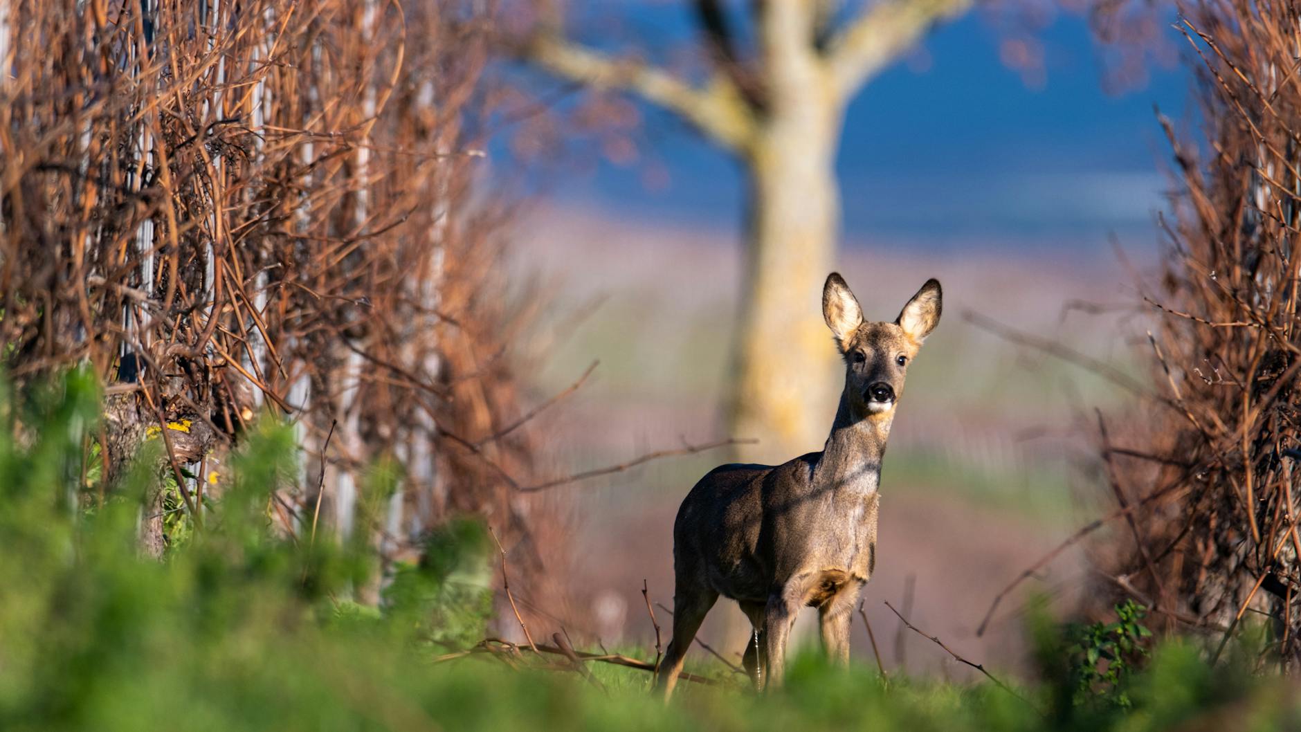 Detailansicht: Abwehr Tierfreundliche