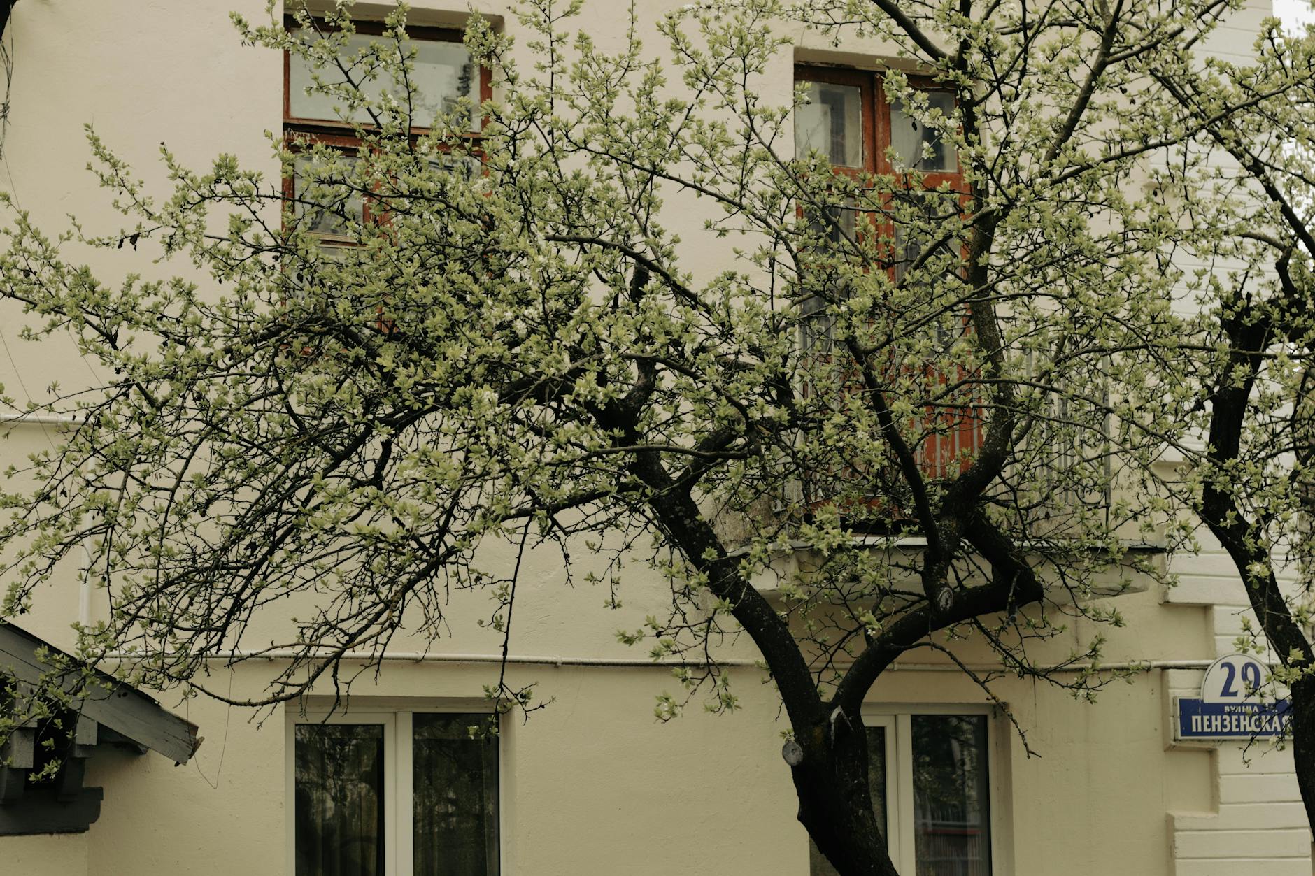 Symbolbild zum Thema Balkon Baum Pflanzen