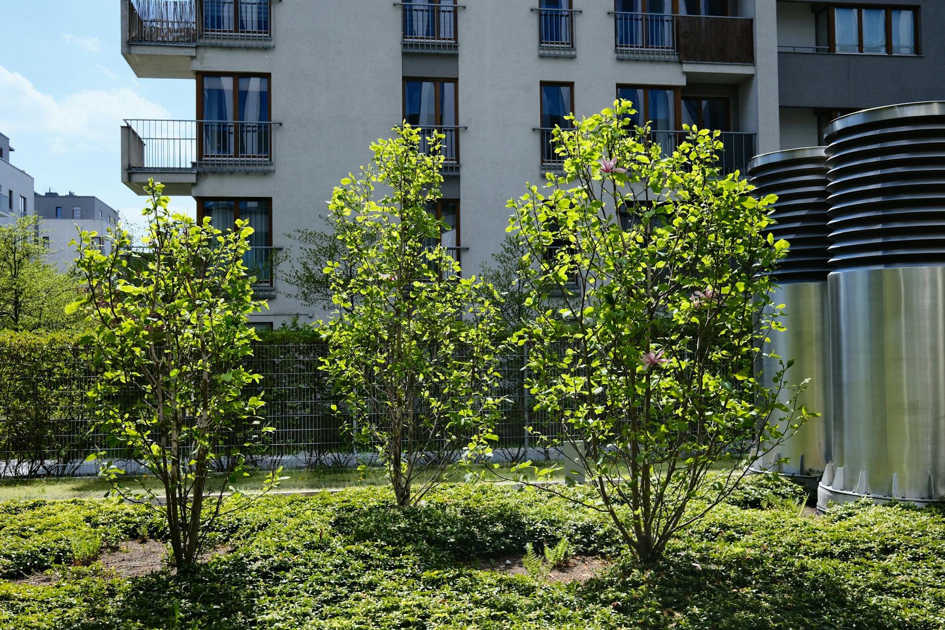 Detailansicht: Balkon Baum Pflanzen