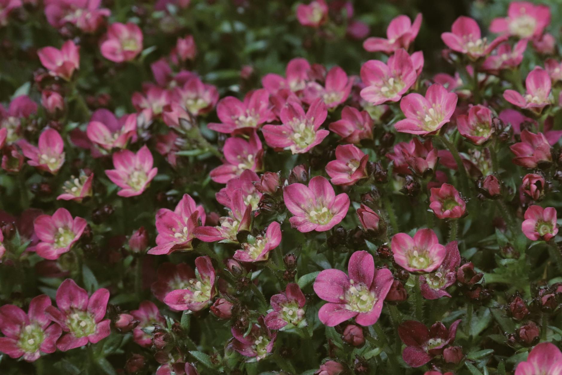 Detailansicht: Bodendecker Schatten