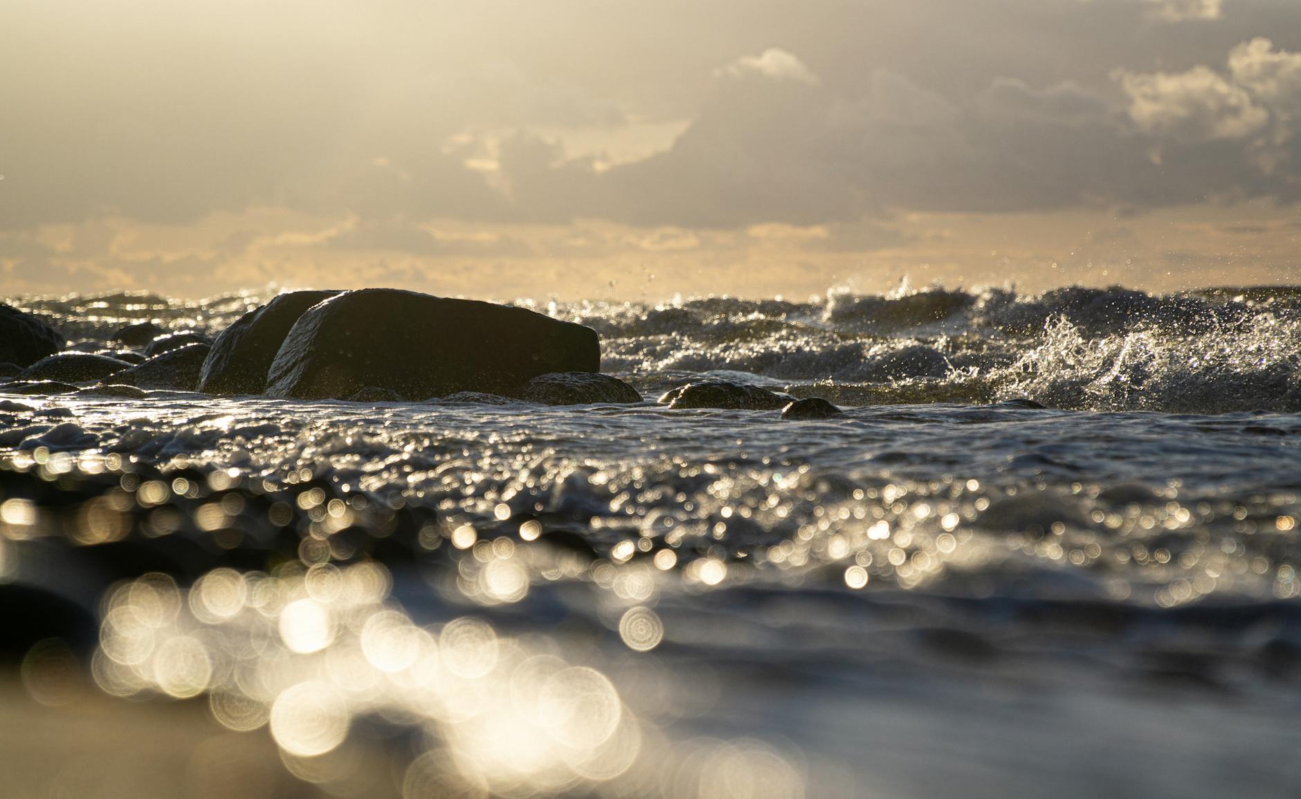 Buckelwal Ostsee Gestrandet Detailansicht: Buckelwal Ostsee Gestrandet