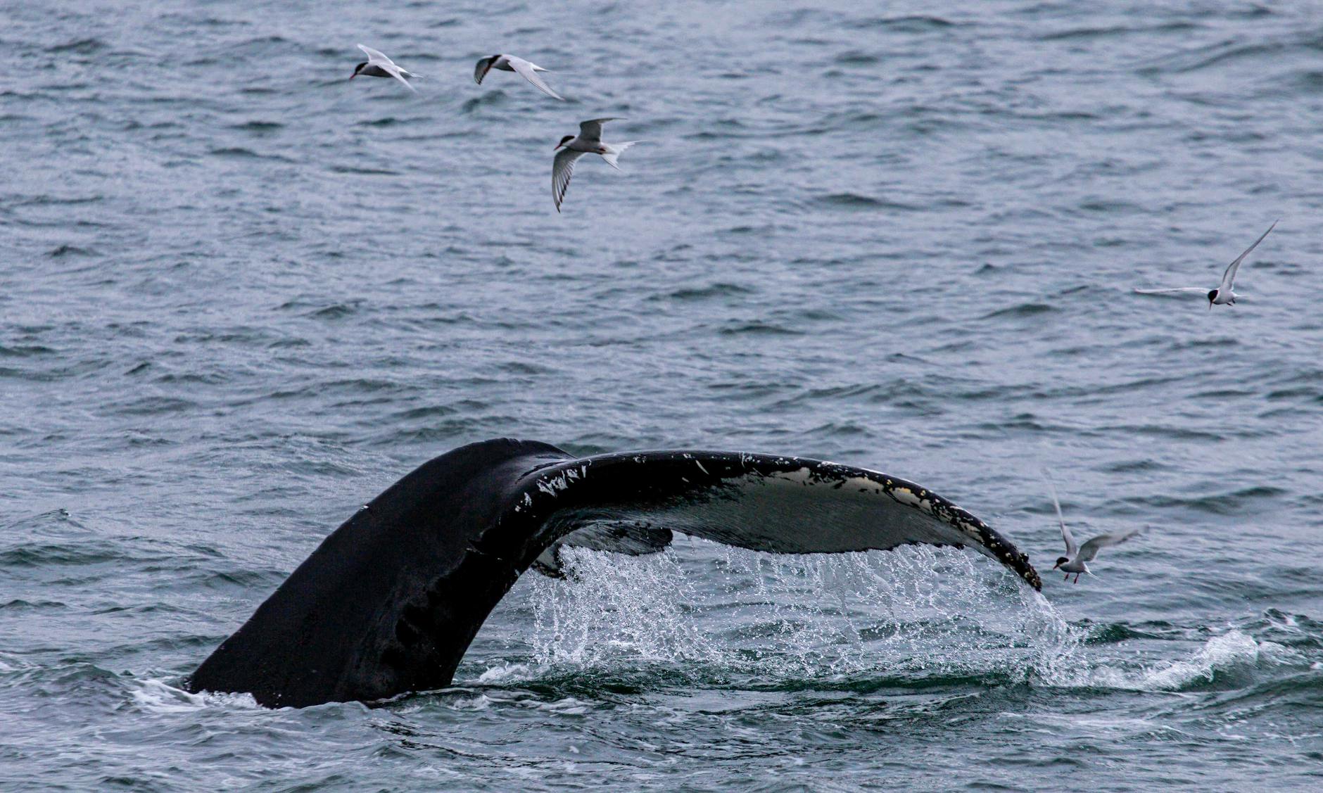 Buckelwal Ostsee Symbolbild zum Thema Buckelwal Ostsee