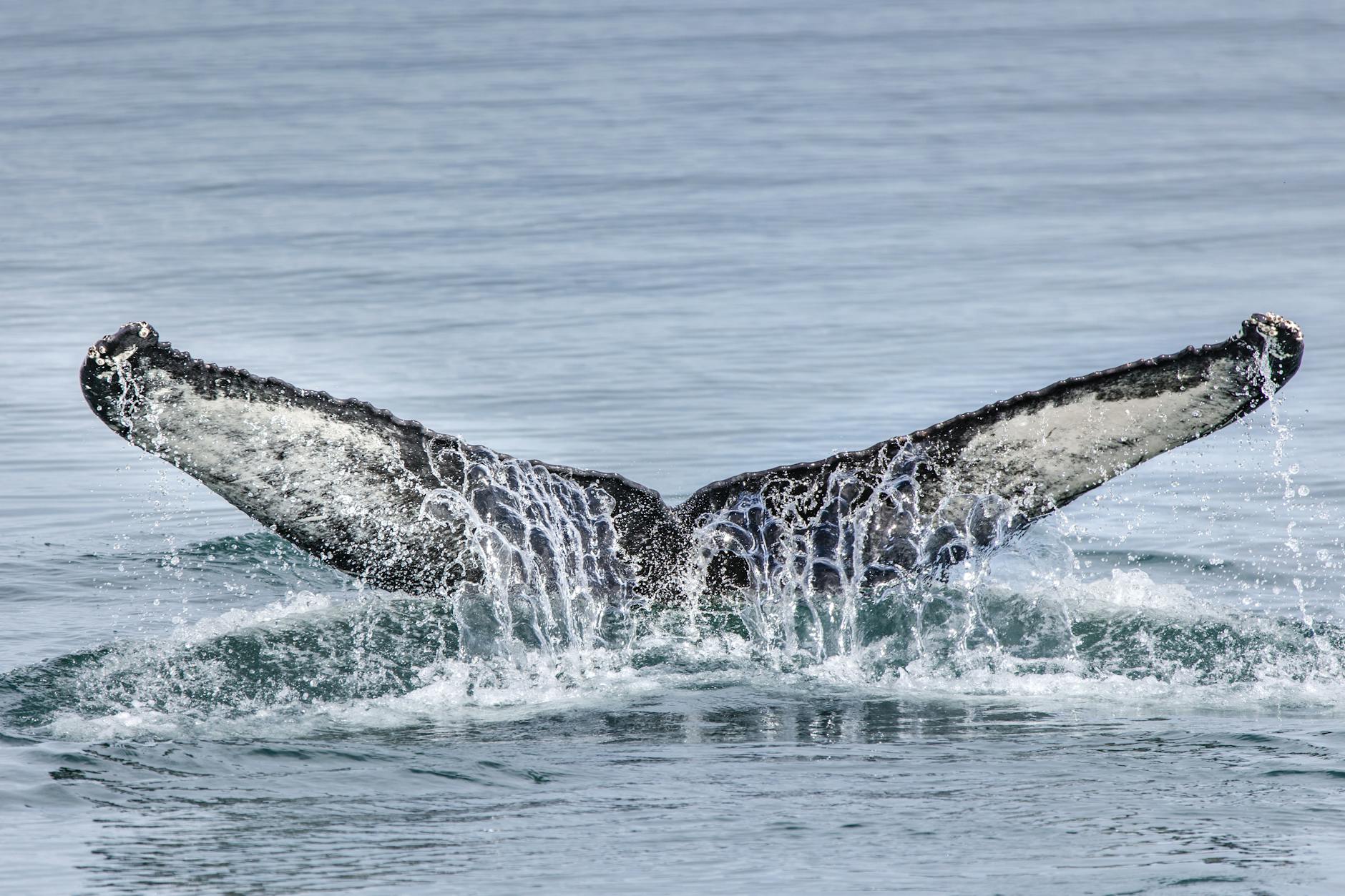 Buckelwal Ostsee Detailansicht: Buckelwal Ostsee