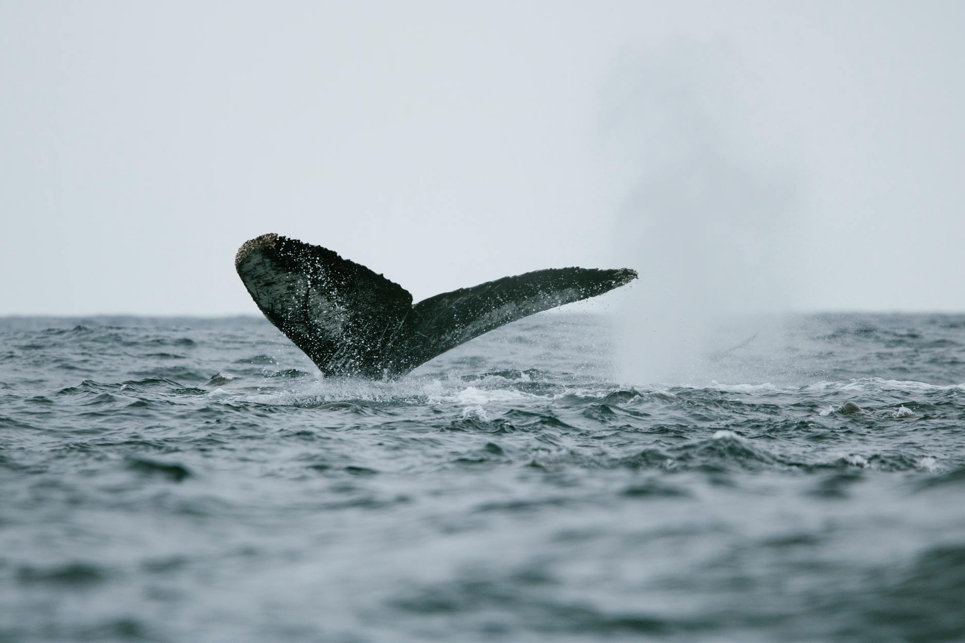 Detailansicht: Buckelwal Poel