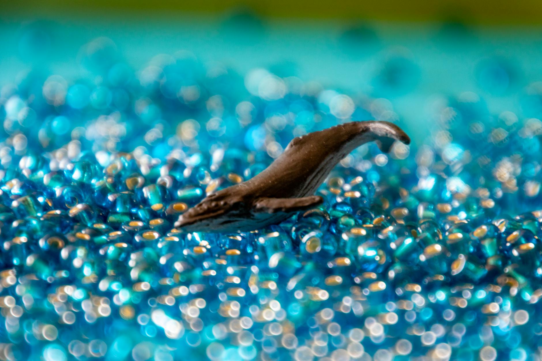 Buckelwal Timmy Ostsee Illustration zu Buckelwal Timmy Ostsee