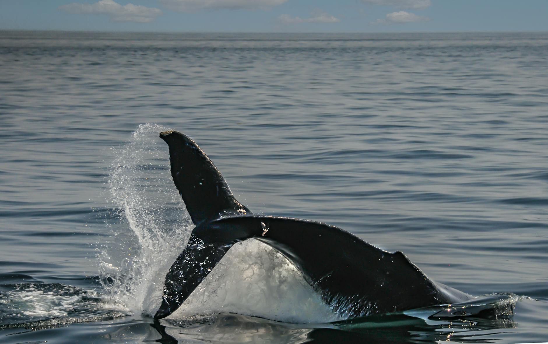Detailansicht: Buckelwale Ostsee